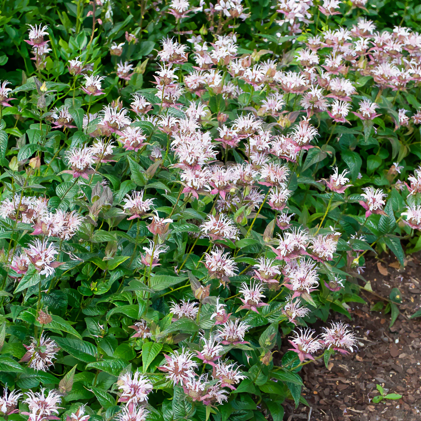 Monarde bradburiana Bergamote sauvage - Image 4