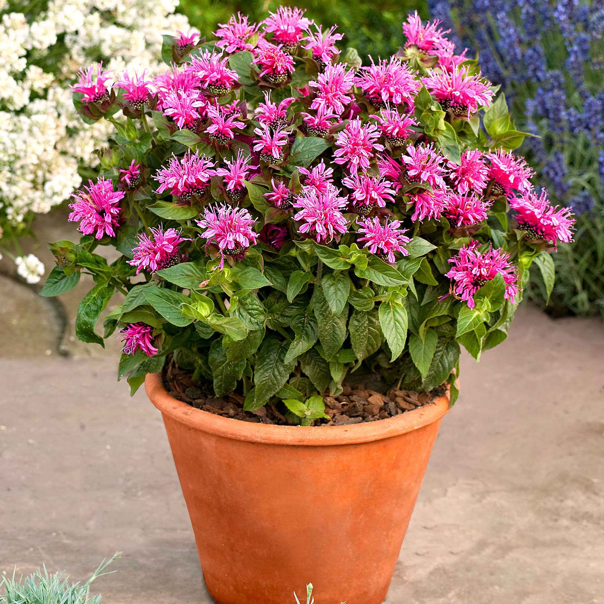 Monarde 'Cranberry Lace'