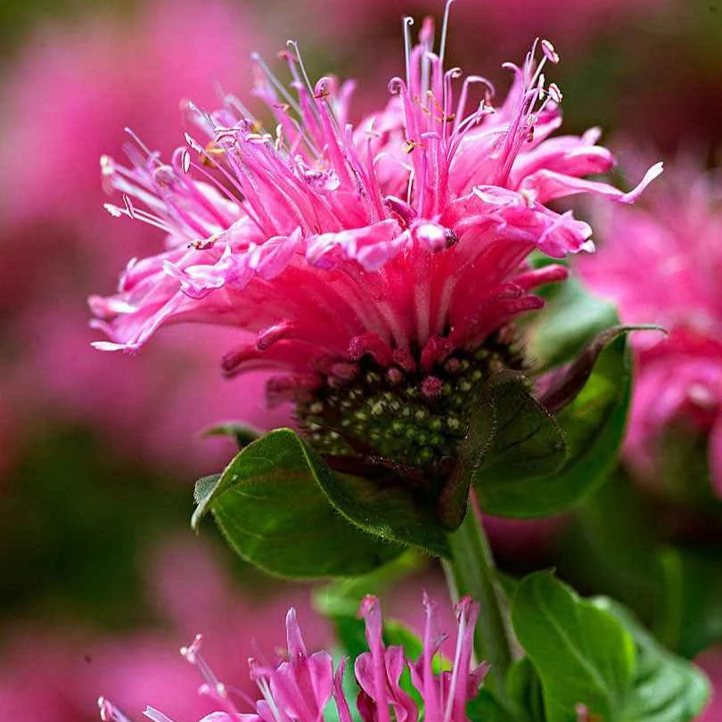 Monarde 'Cranberry Lace' - Image 2