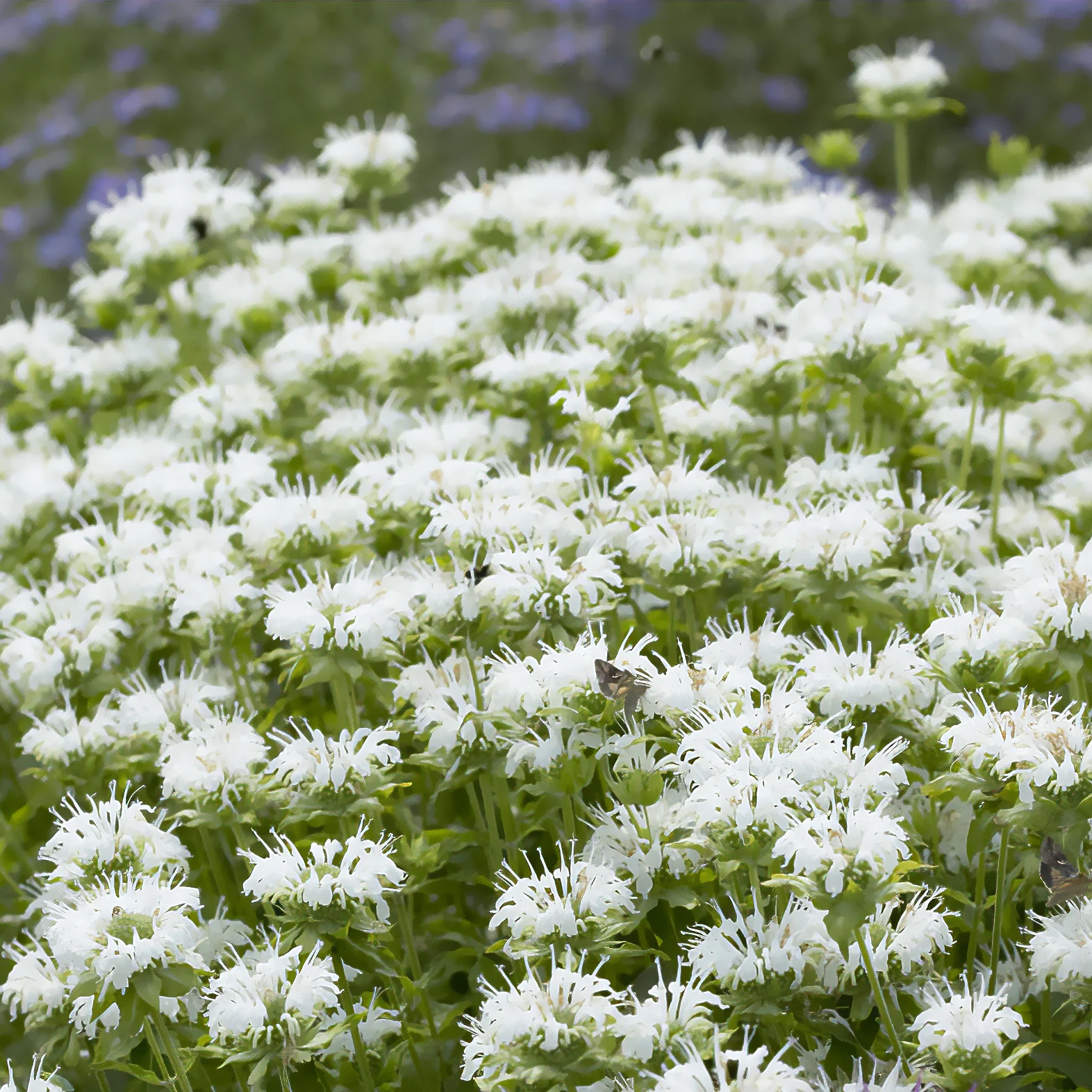 Monarde Schneewittchen - Image 3