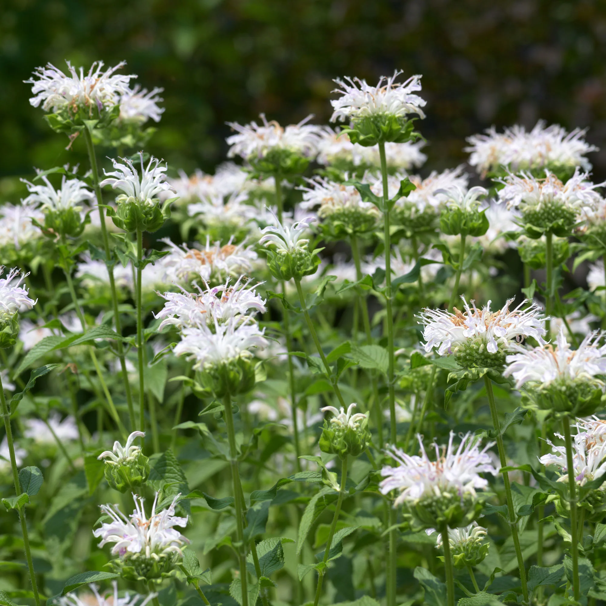 Monarde Schneewittchen - Image 4