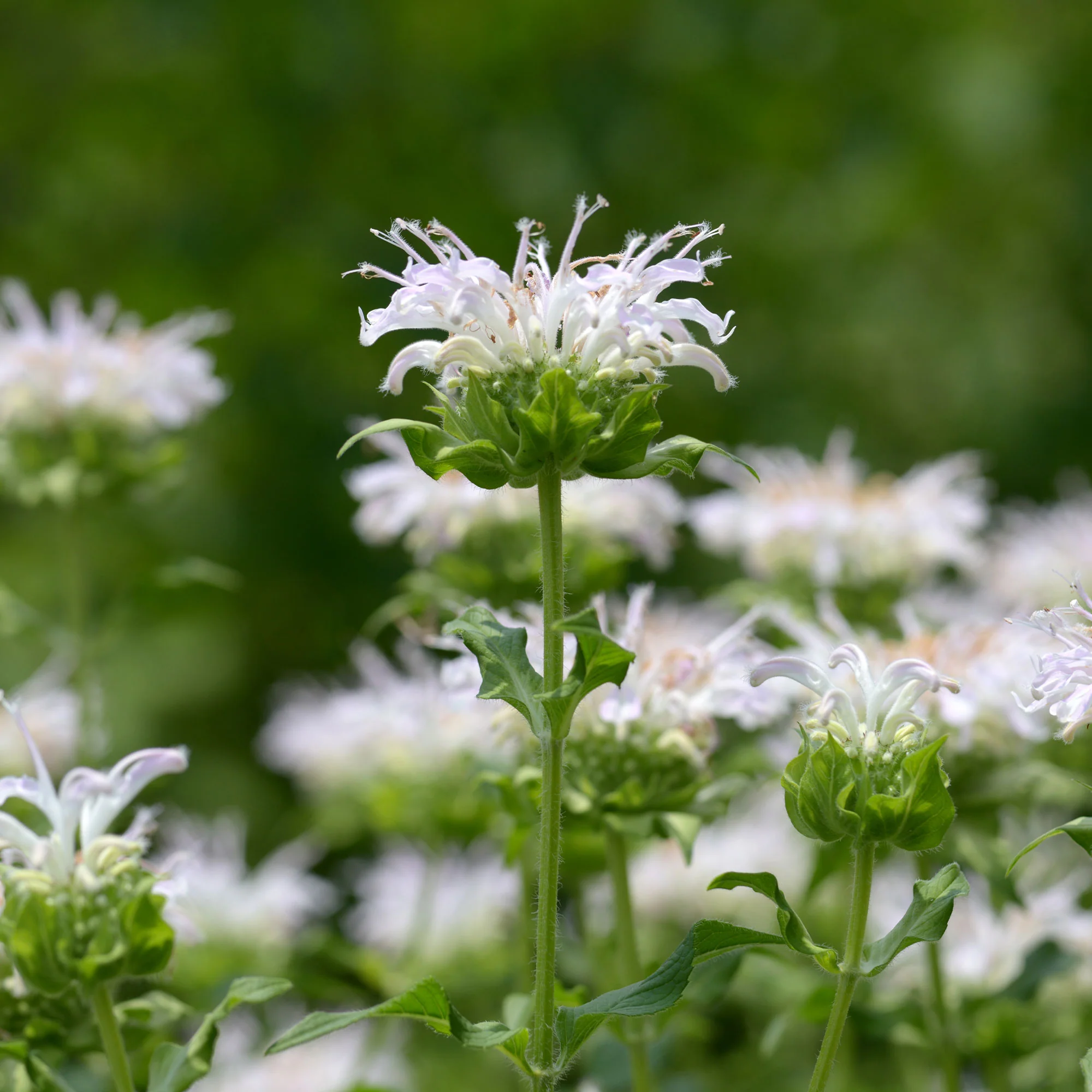 Monarde Schneewittchen - Image 5