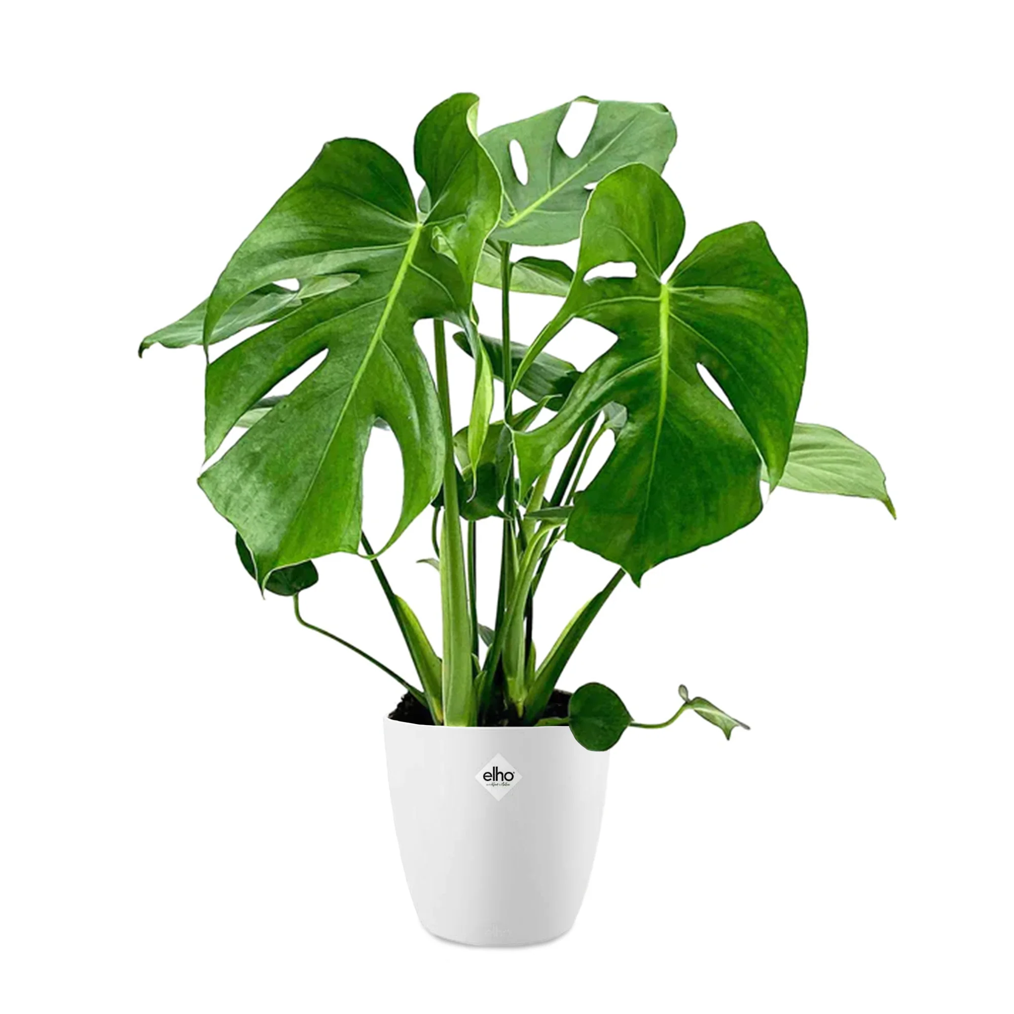 Philodendron Monstera et son cache-pot blanc ELHO