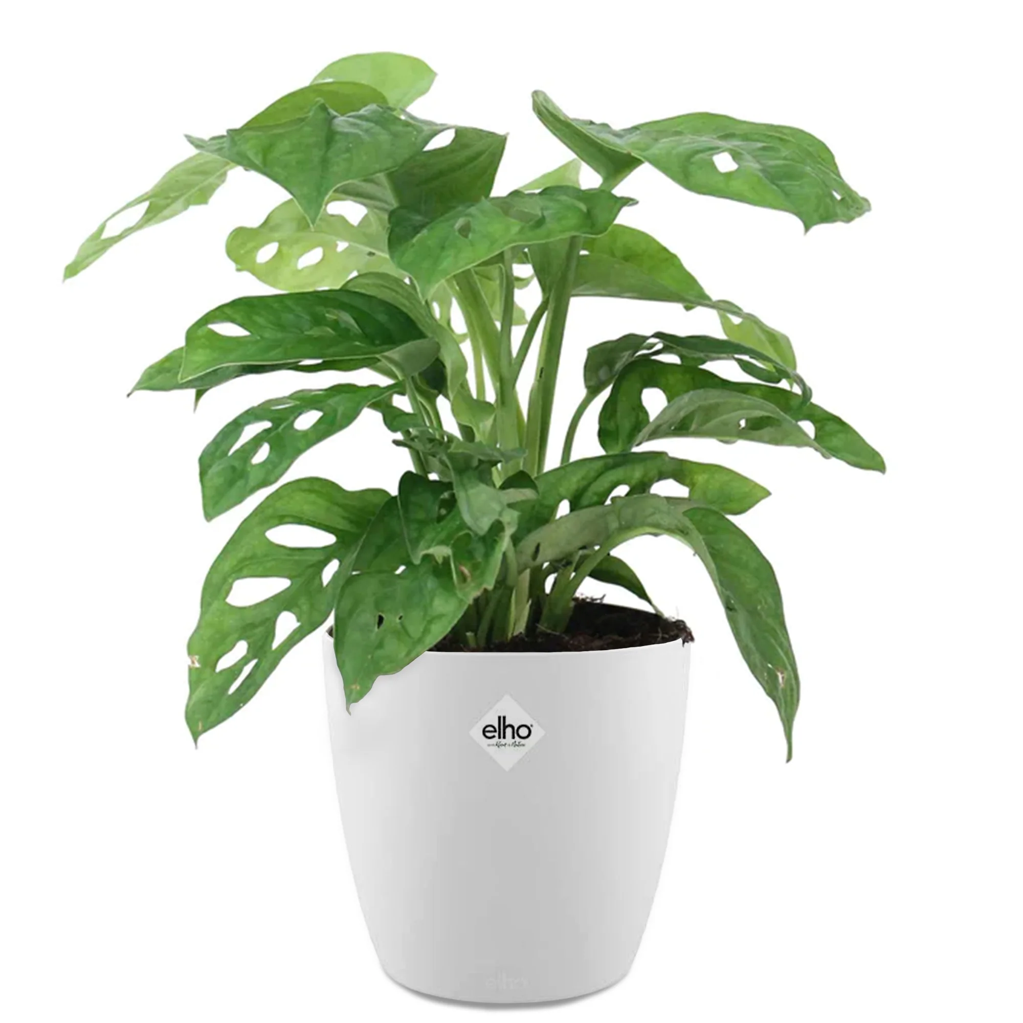 Philodendron Monstera Monkey Mask et son cache-pot blanc ELHO - Image 3