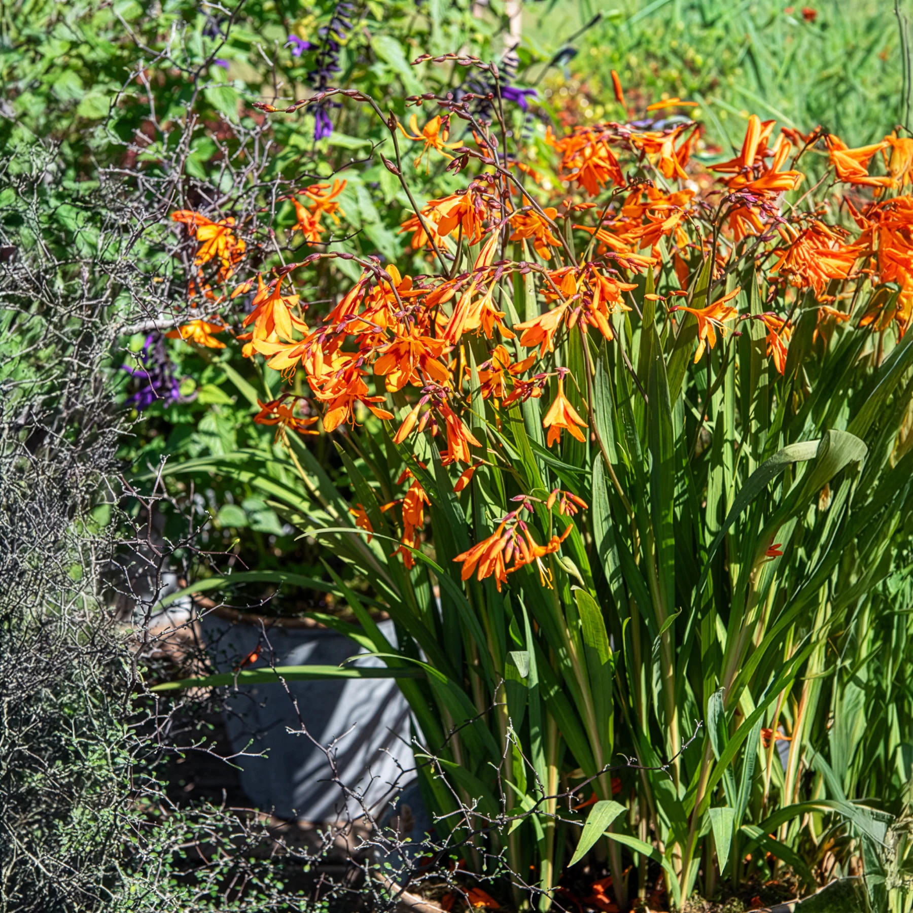Crocosmias Emily Mckenzie - Image 3