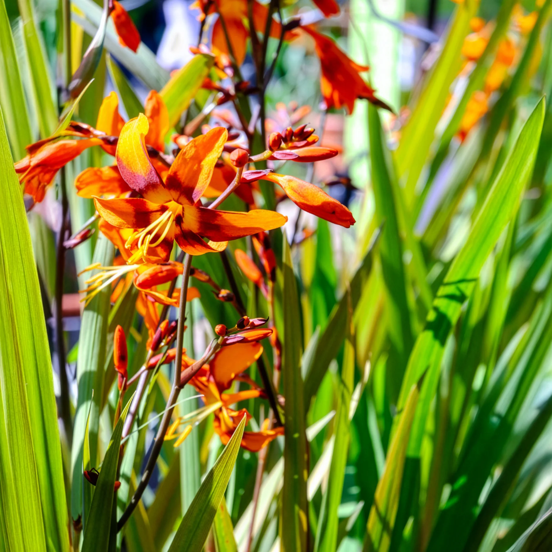 Crocosmias Emily Mckenzie - Image 5