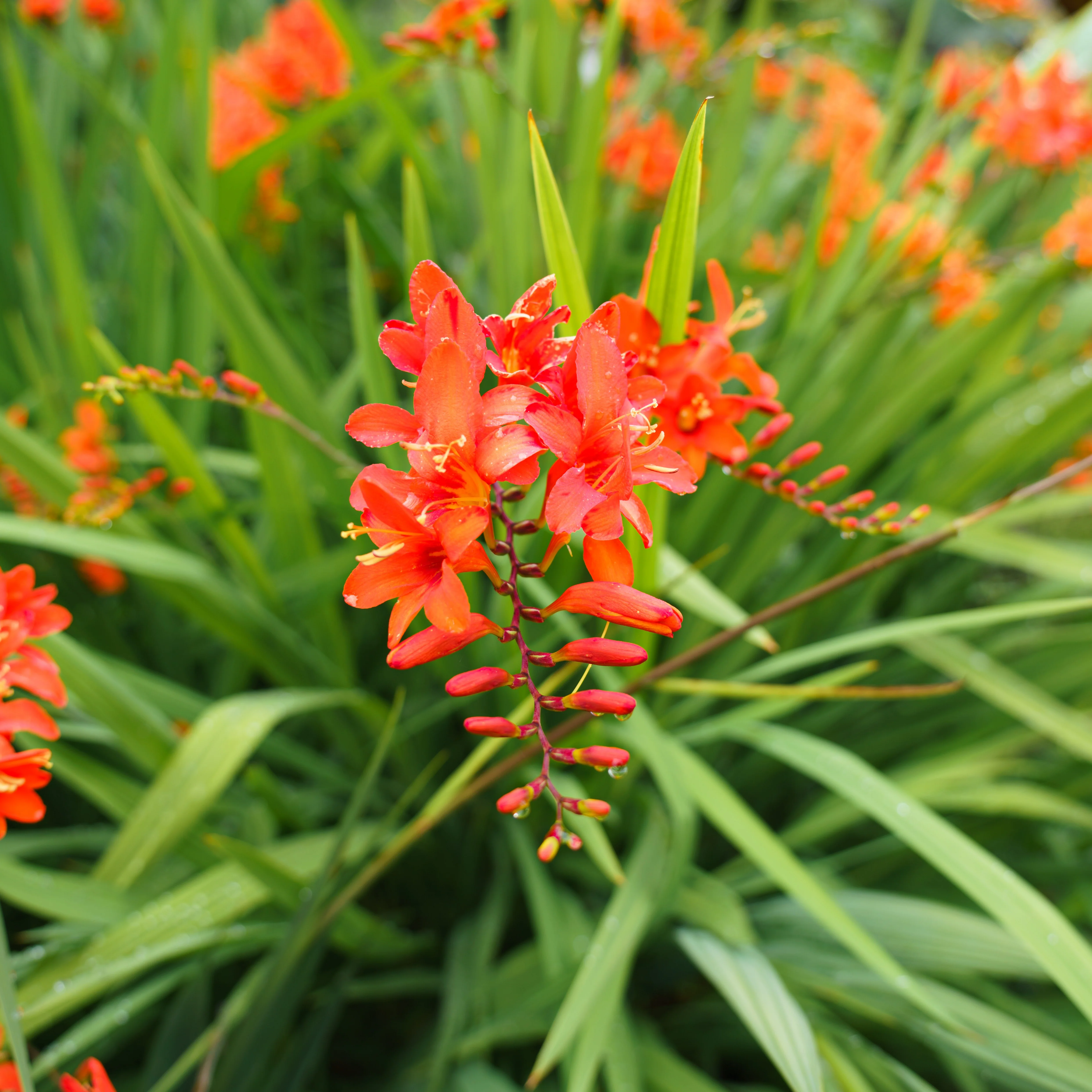 15 Crocosmias rouges - Image 2