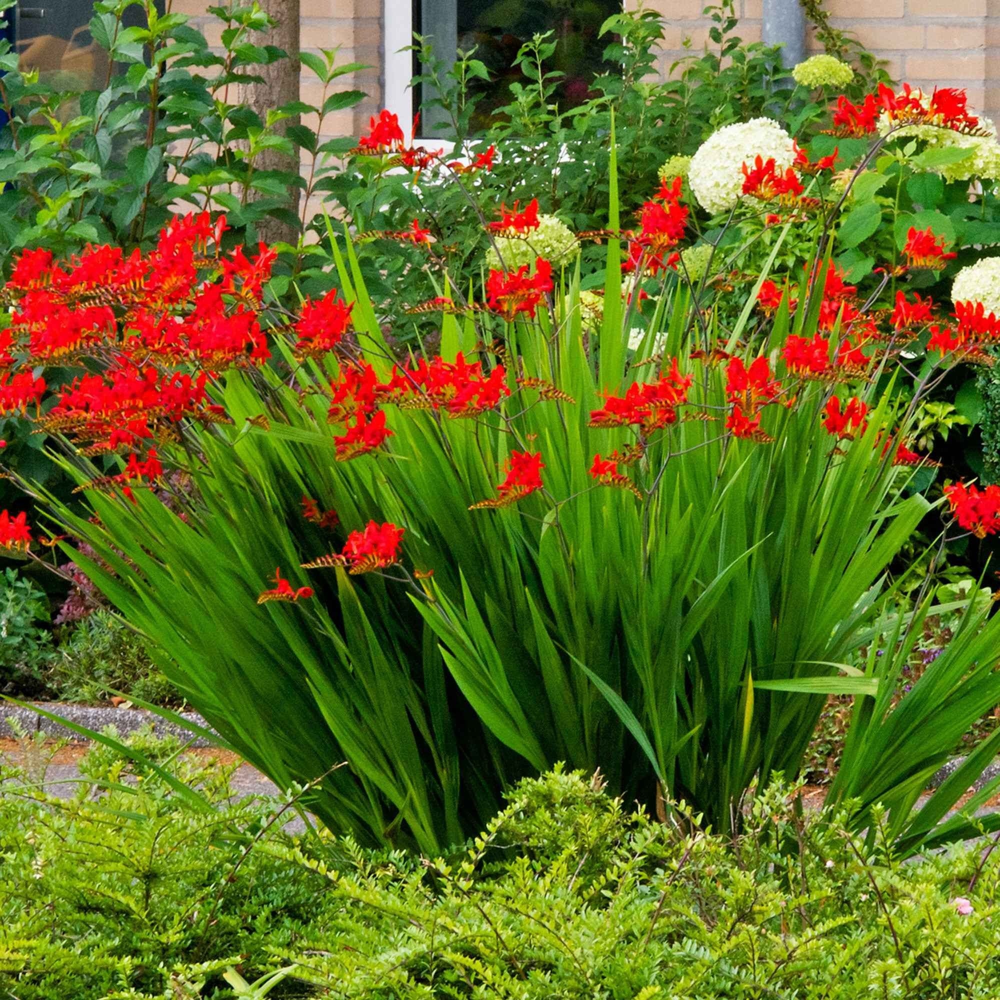 15 Crocosmias rouges - Image 3