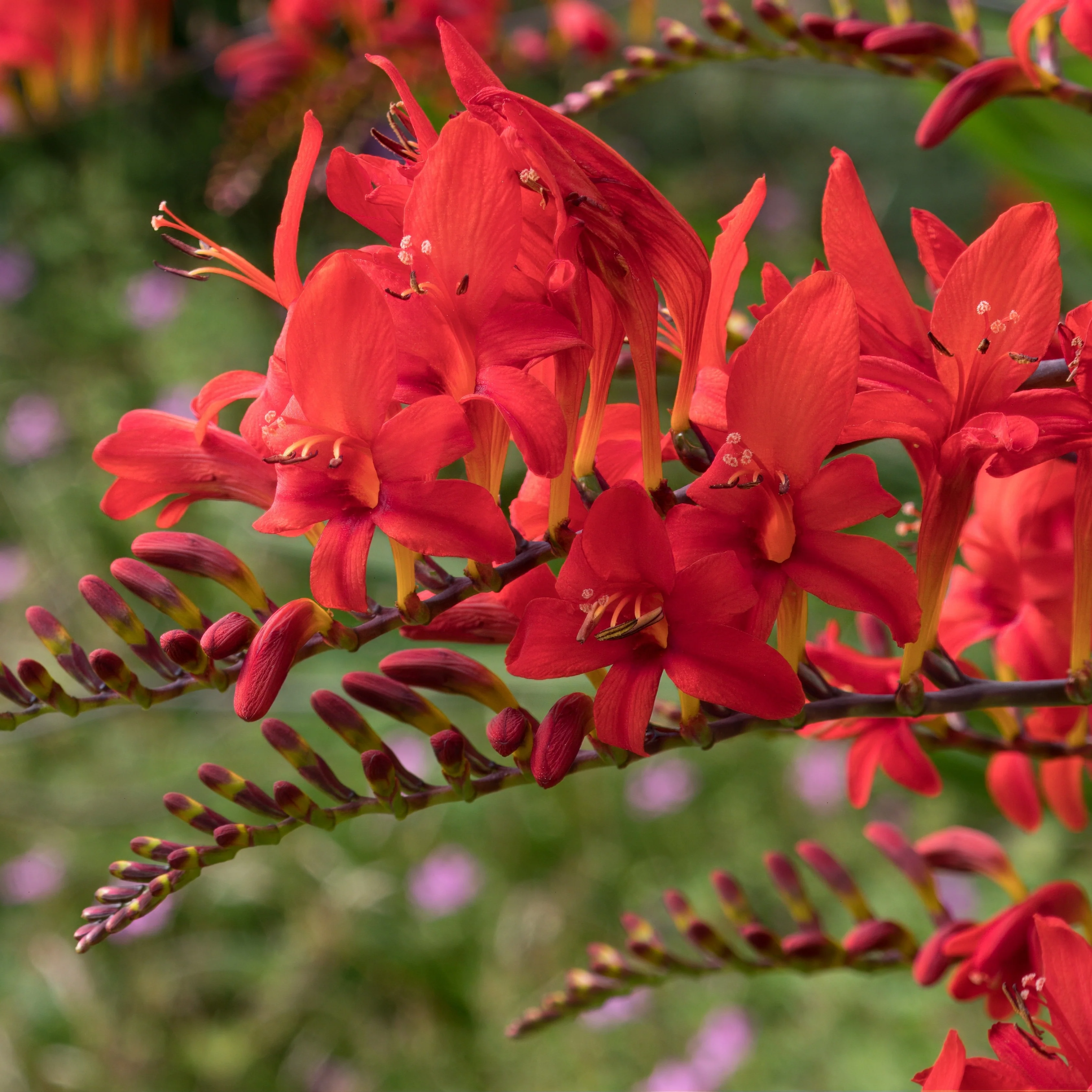 15 Crocosmias rouges - Image 4
