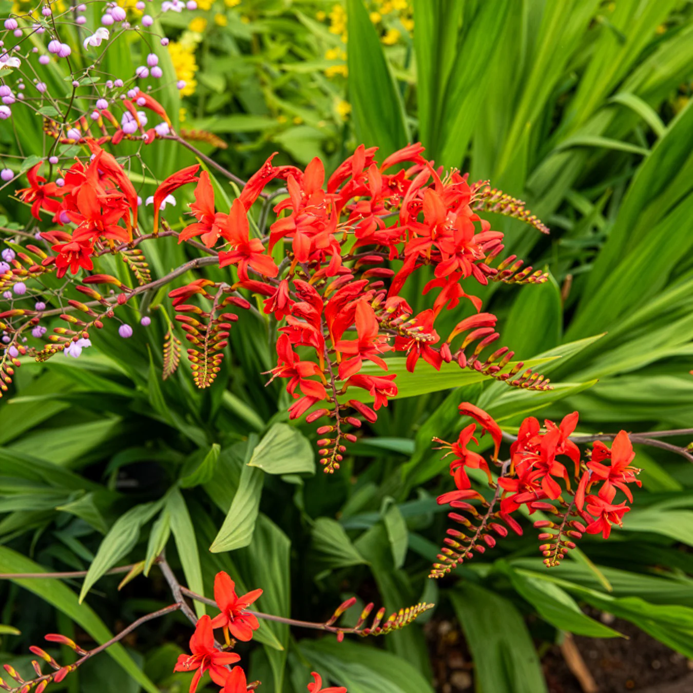 15 Crocosmias rouges - Image 7