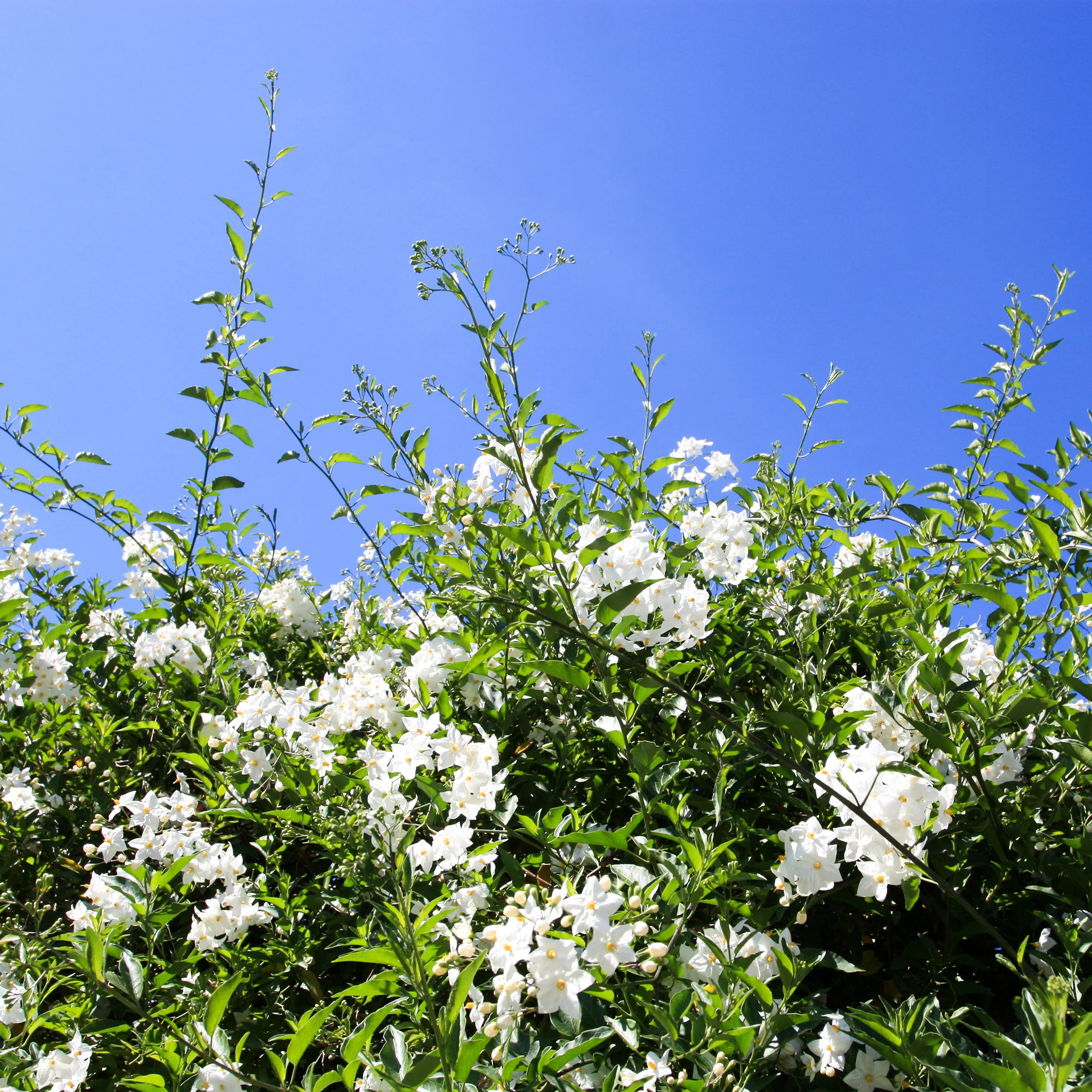 Morelle faux-jasmin - Image 2