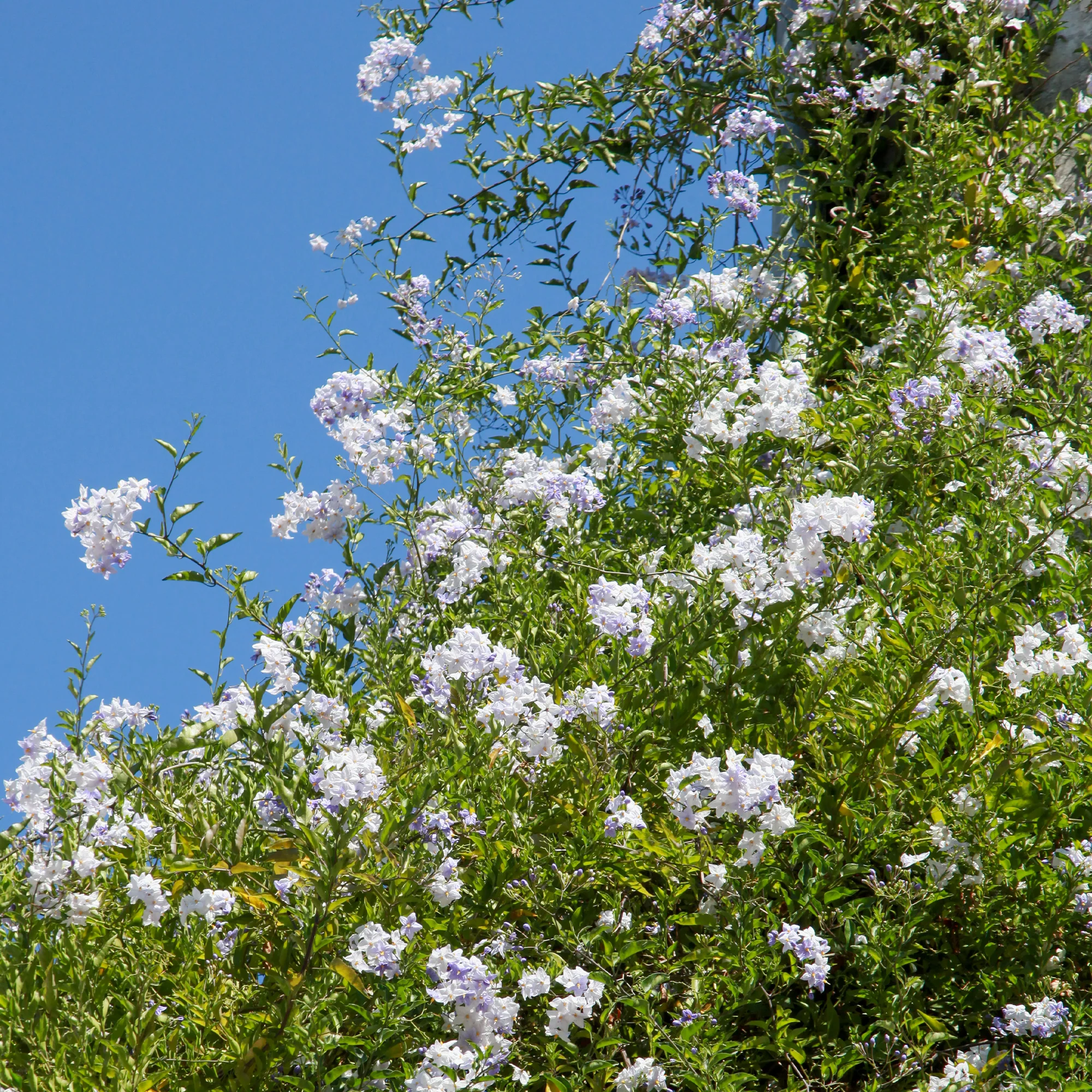 Morelle faux-jasmin - Image 3