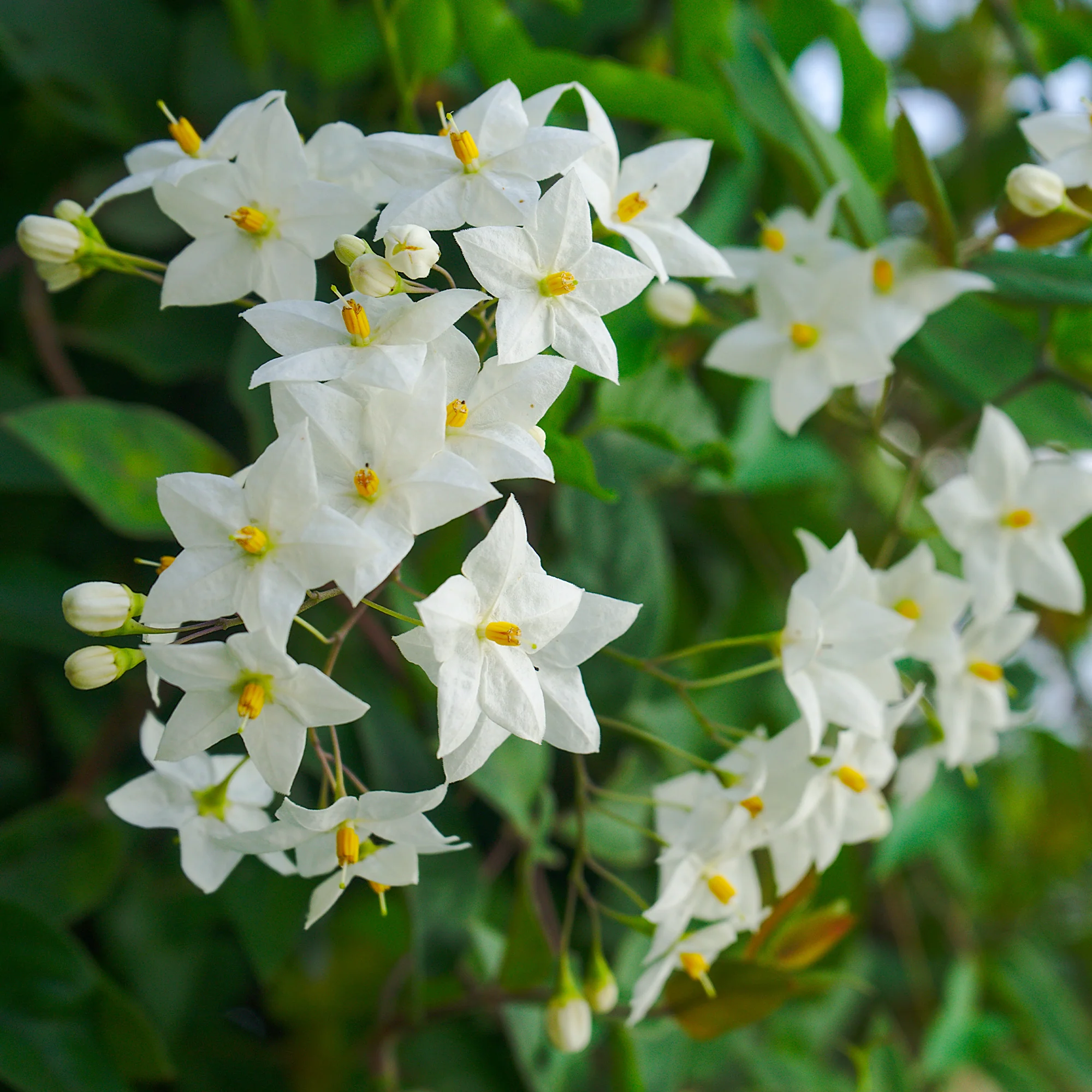 Morelle faux-jasmin - Image 4