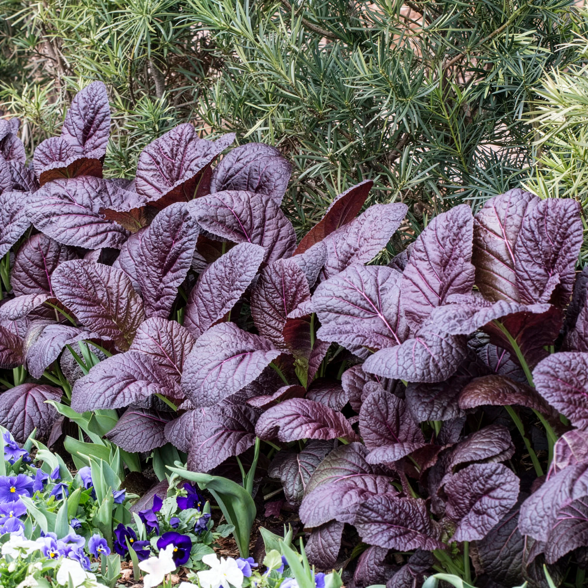 Moutarde rouge de Chine Red Giant Bio - Image 2
