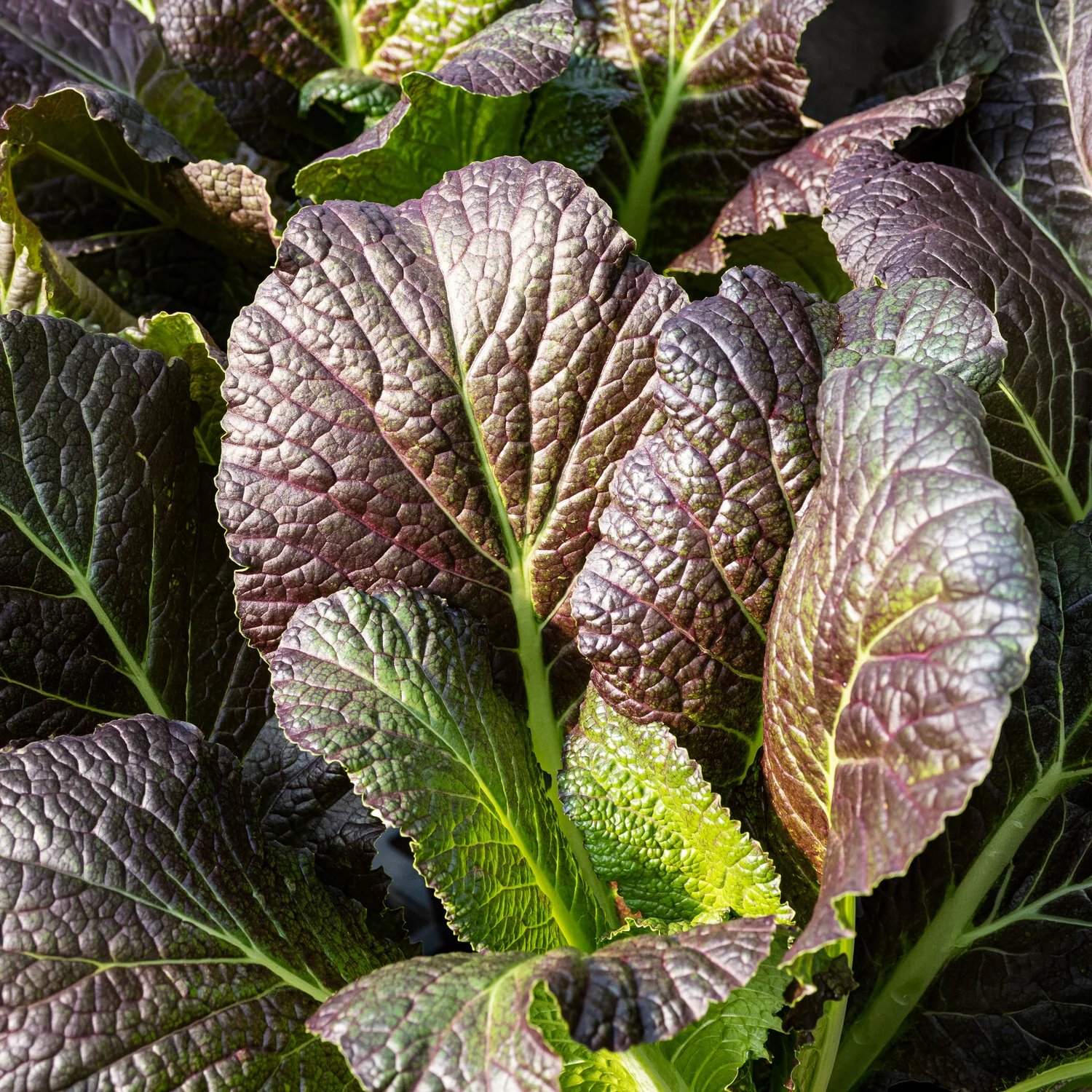 Moutarde rouge de Chine Red Giant Bio - Image 3