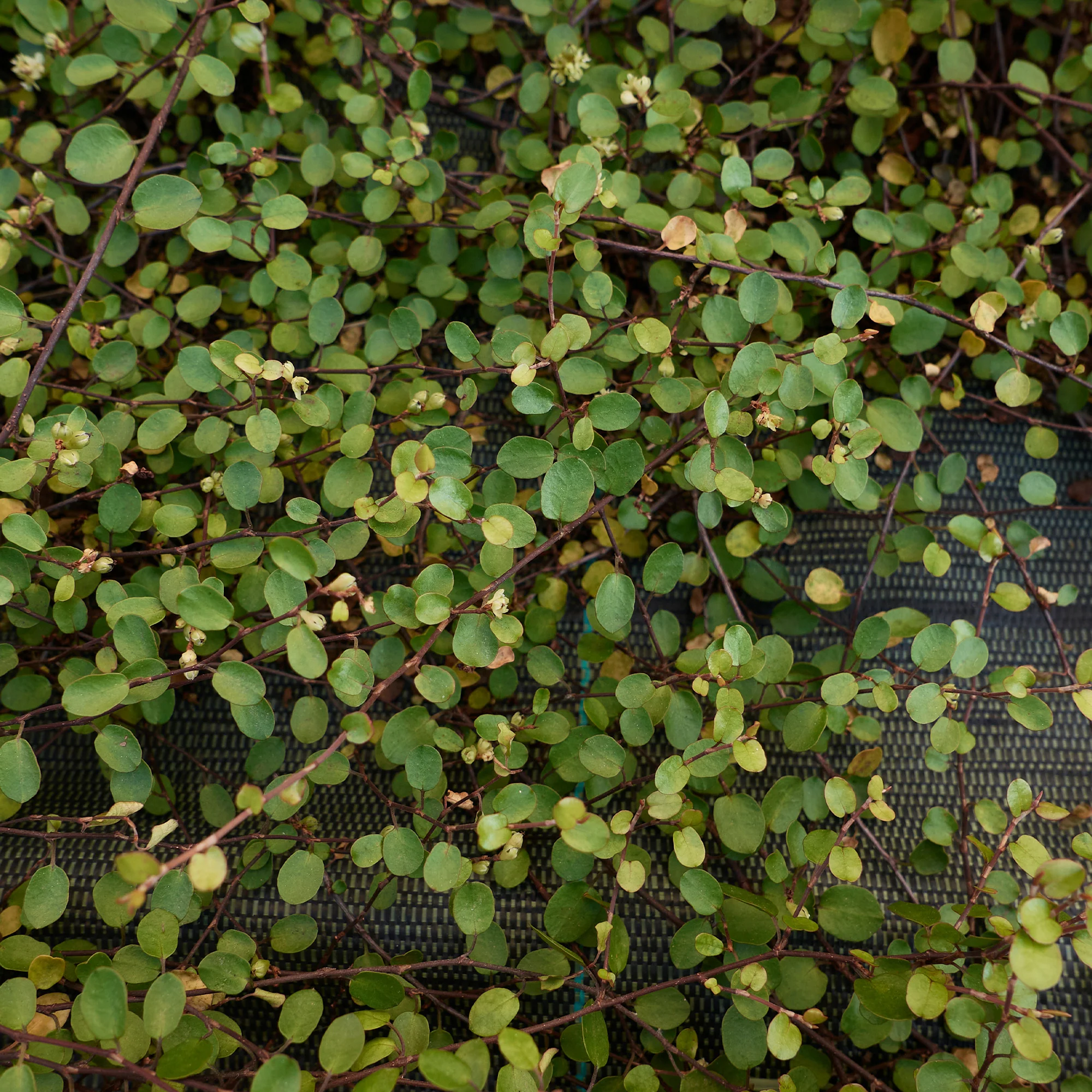 Muehlenbeckia complexa - Image 2