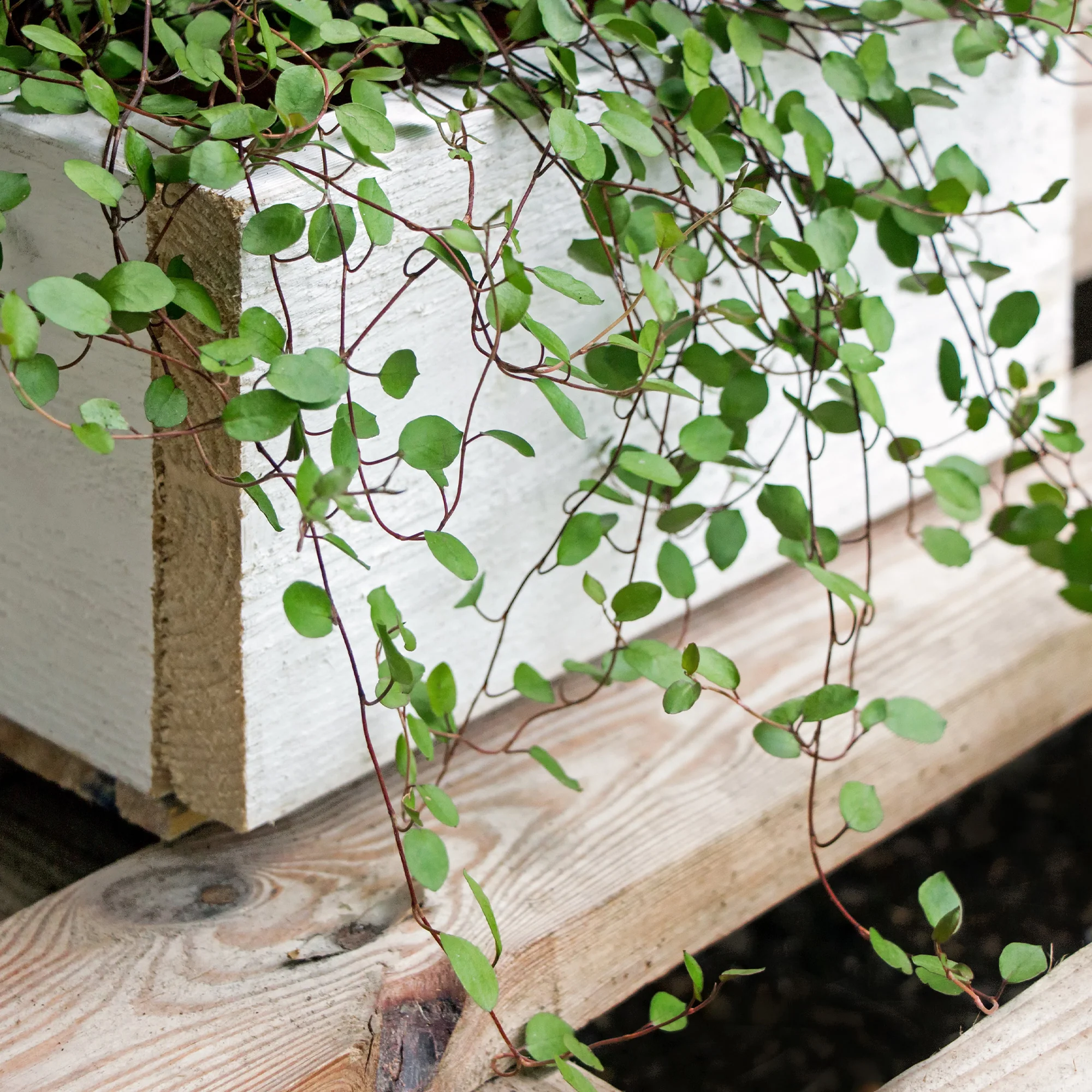 Muehlenbeckia complexa - Image 4