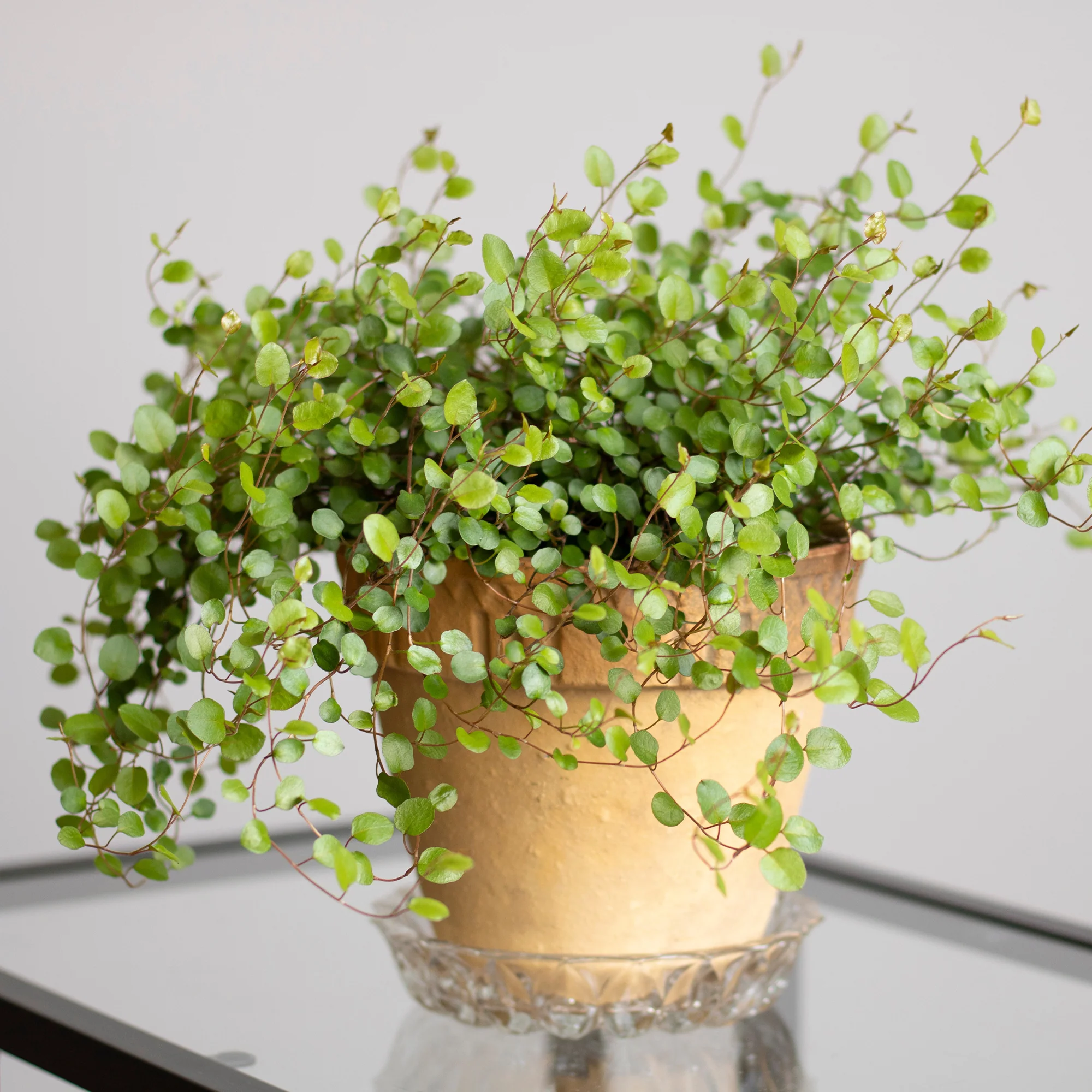 Muehlenbeckia complexa - Image 5