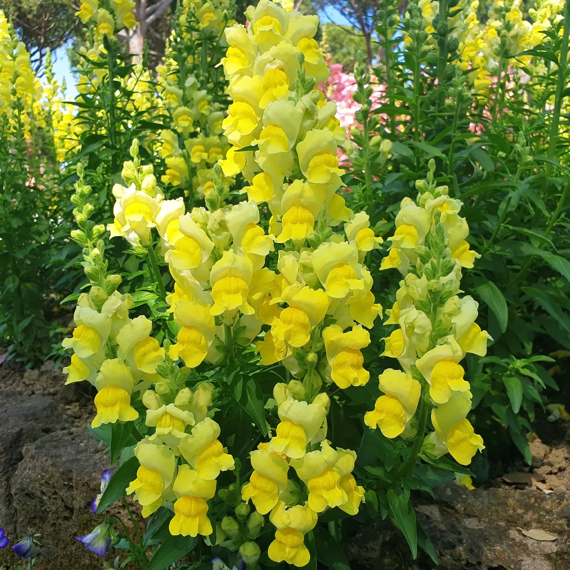 Muflier jaune
