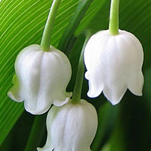 Muguet à grandes fleurs Bridal Choice