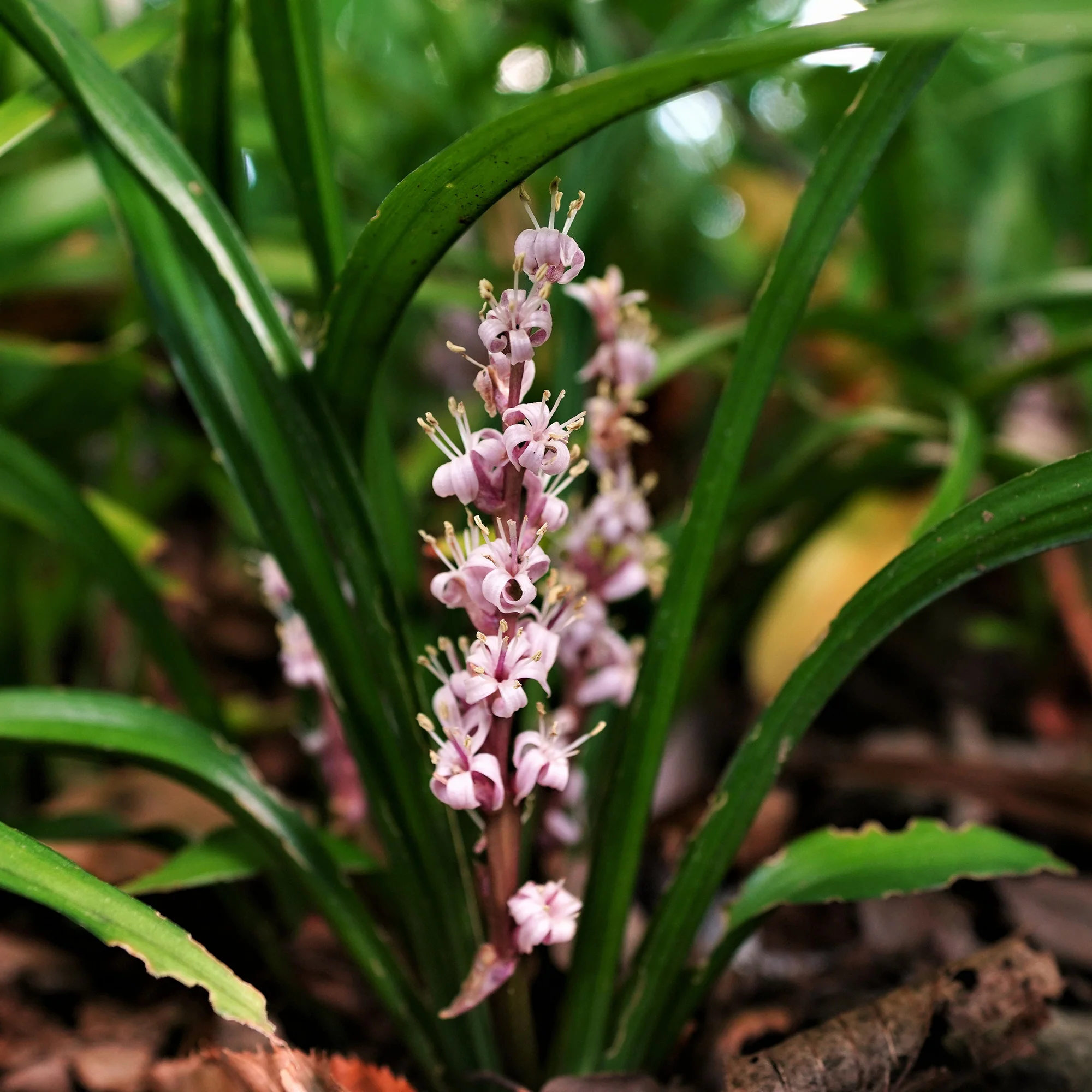 Muguet de Chine - Image 2
