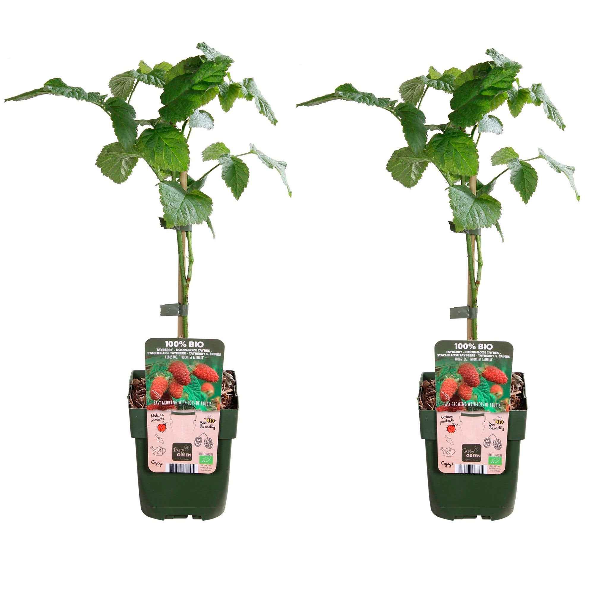 Mûre-framboise 'Tayberry' - Image 3