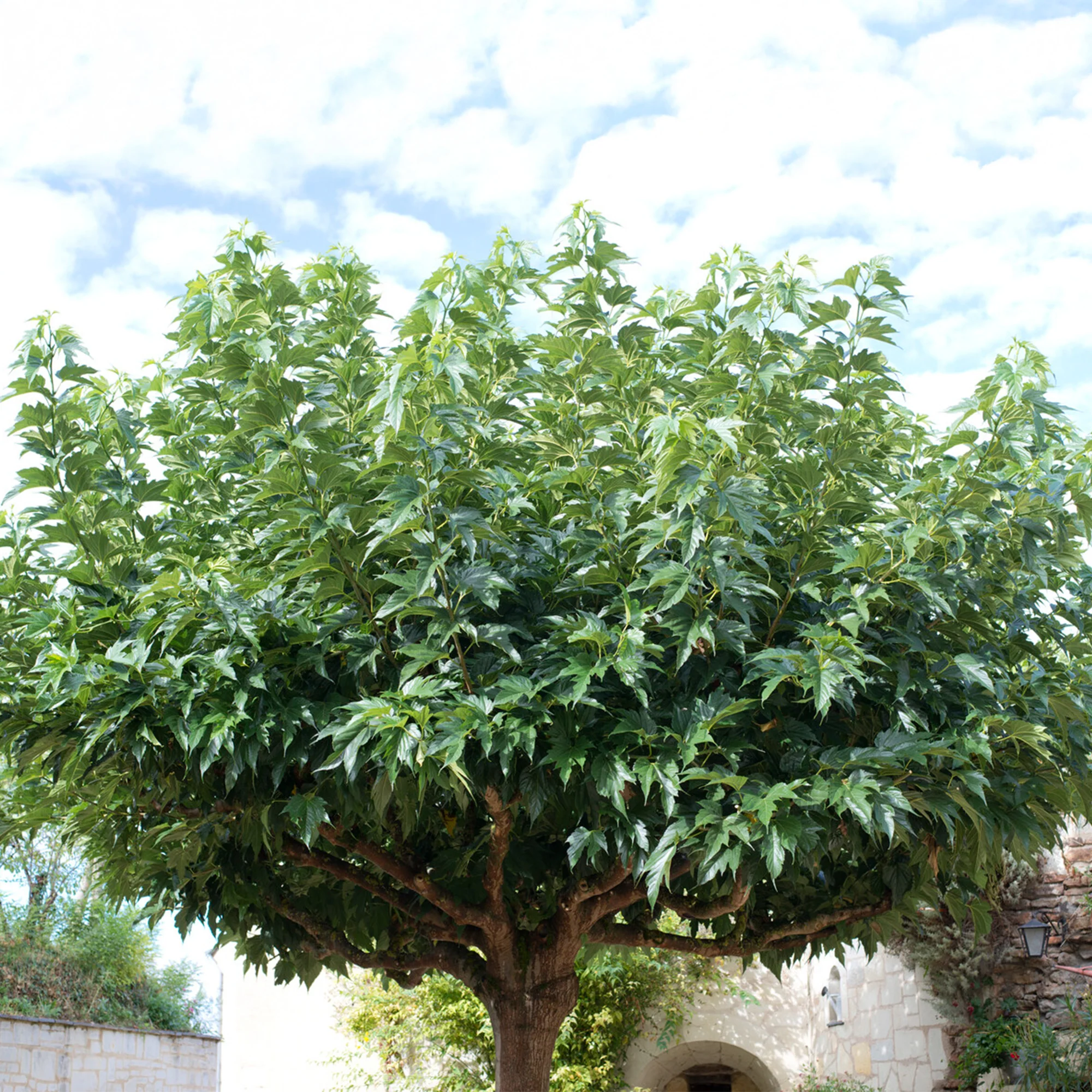 Mûrier à grandes feuilles