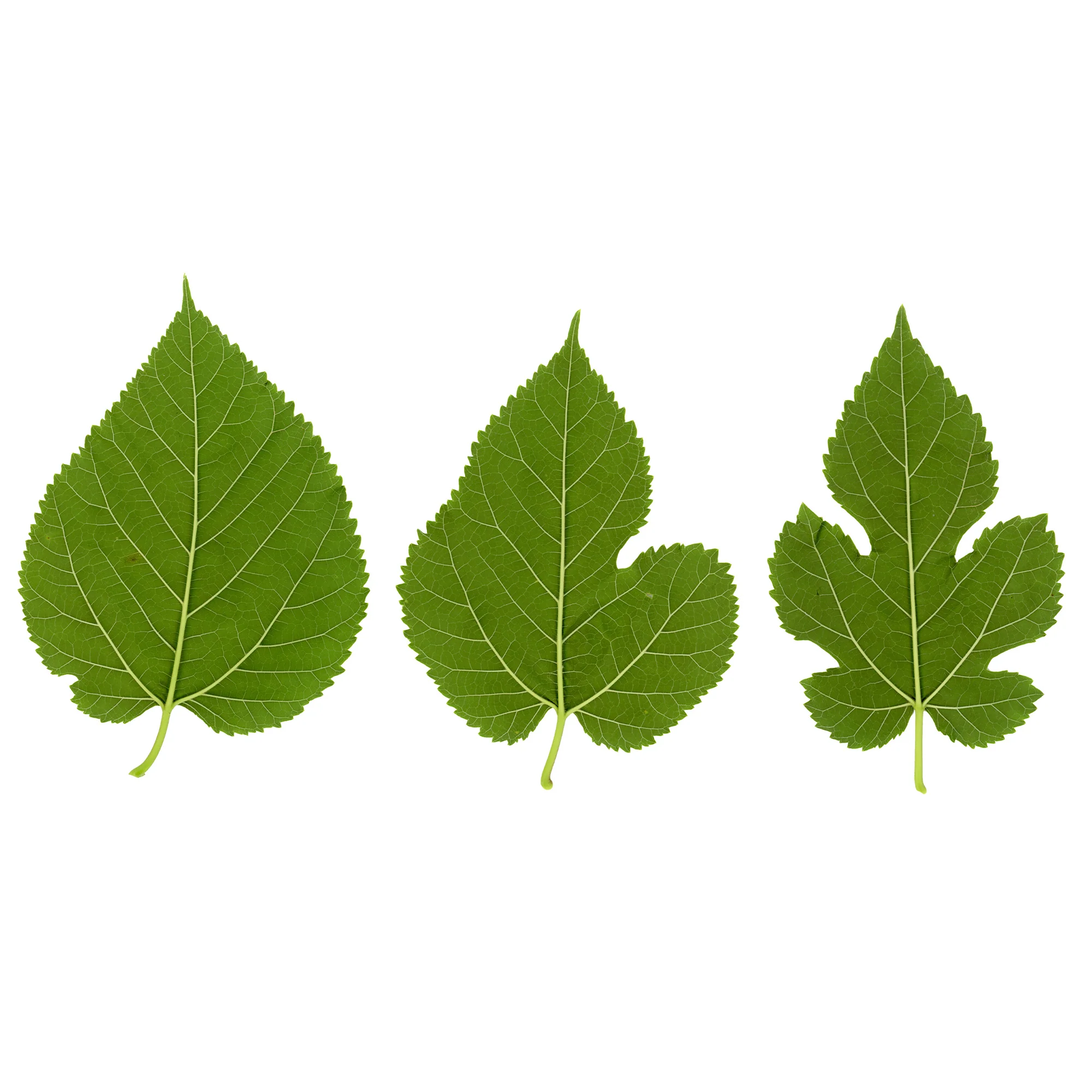 Mûrier à grandes feuilles - Image 2