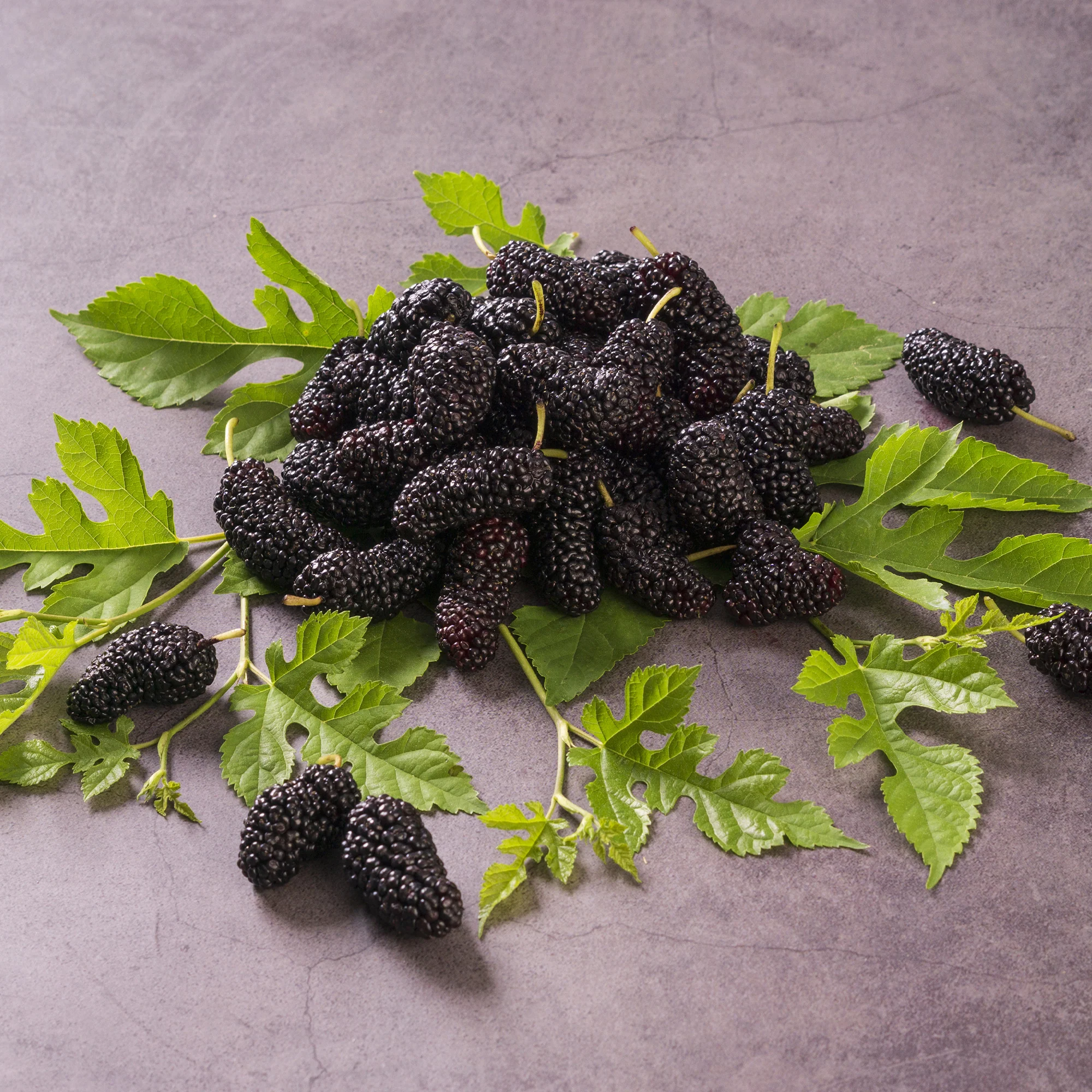 Mûrier de Corée 'Mulle' - Image 8