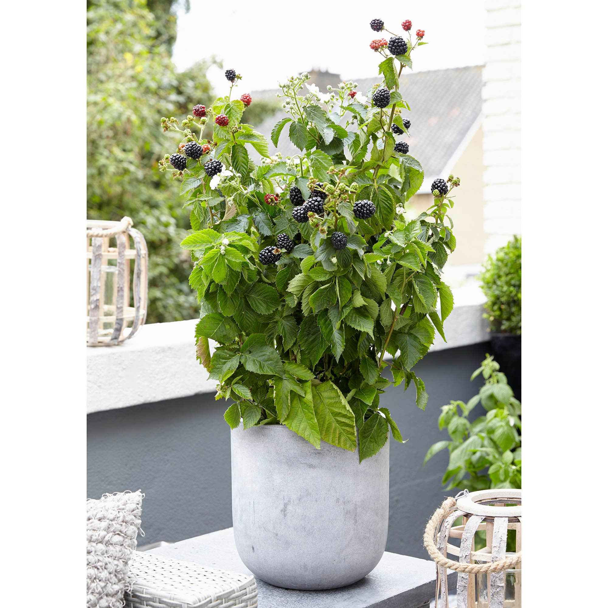 Mûrier nain  Rubus 'Little Black Prince' Noir - Bio