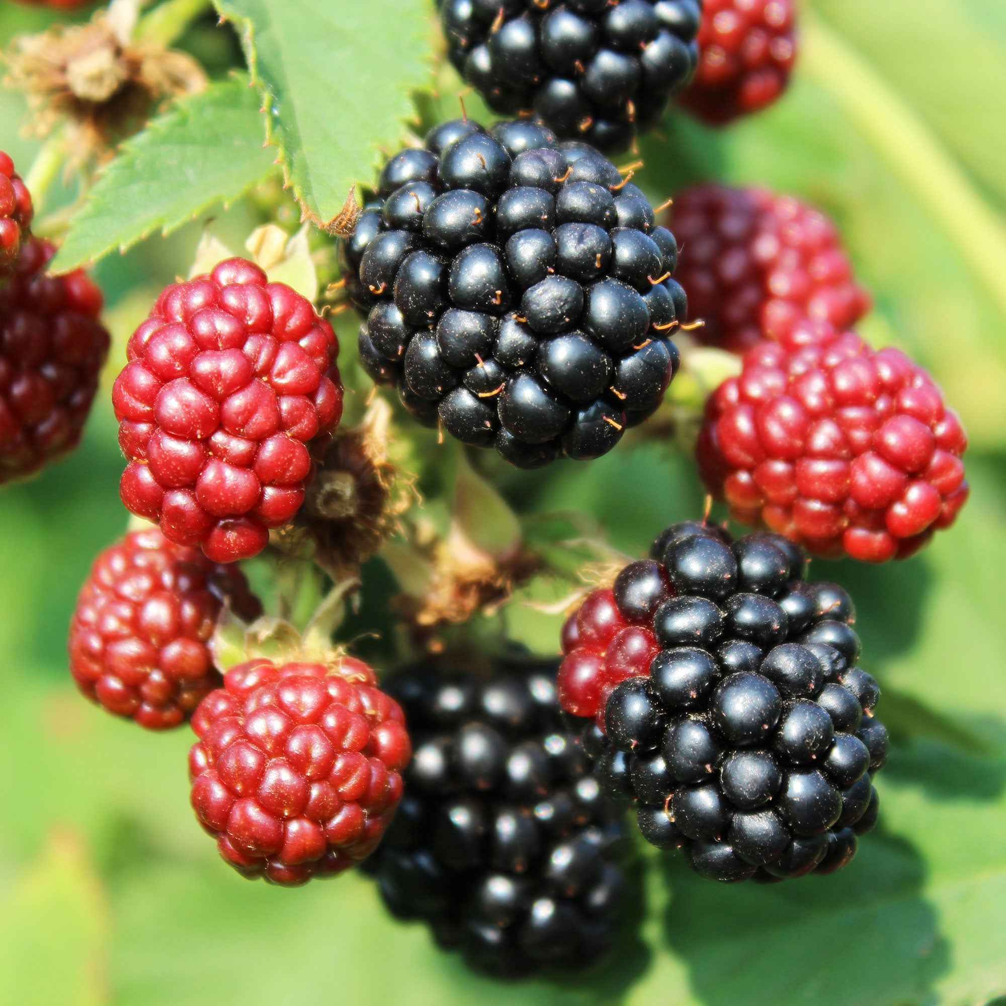 Mûrier nain  Rubus 'Little Black Prince' Noir - Bio - Image 2