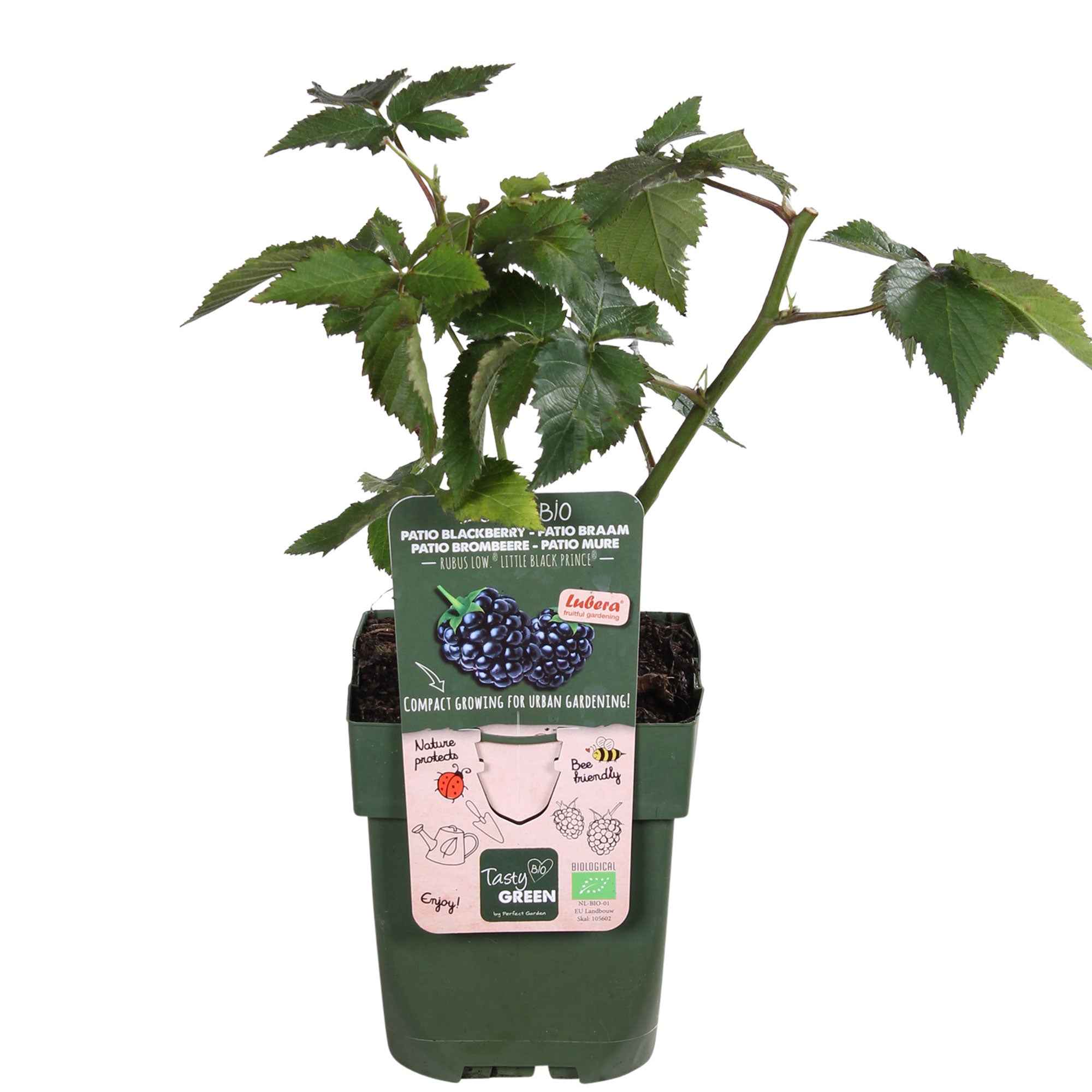 Mûrier nain  Rubus 'Little Black Prince' Noir - Bio - Image 3