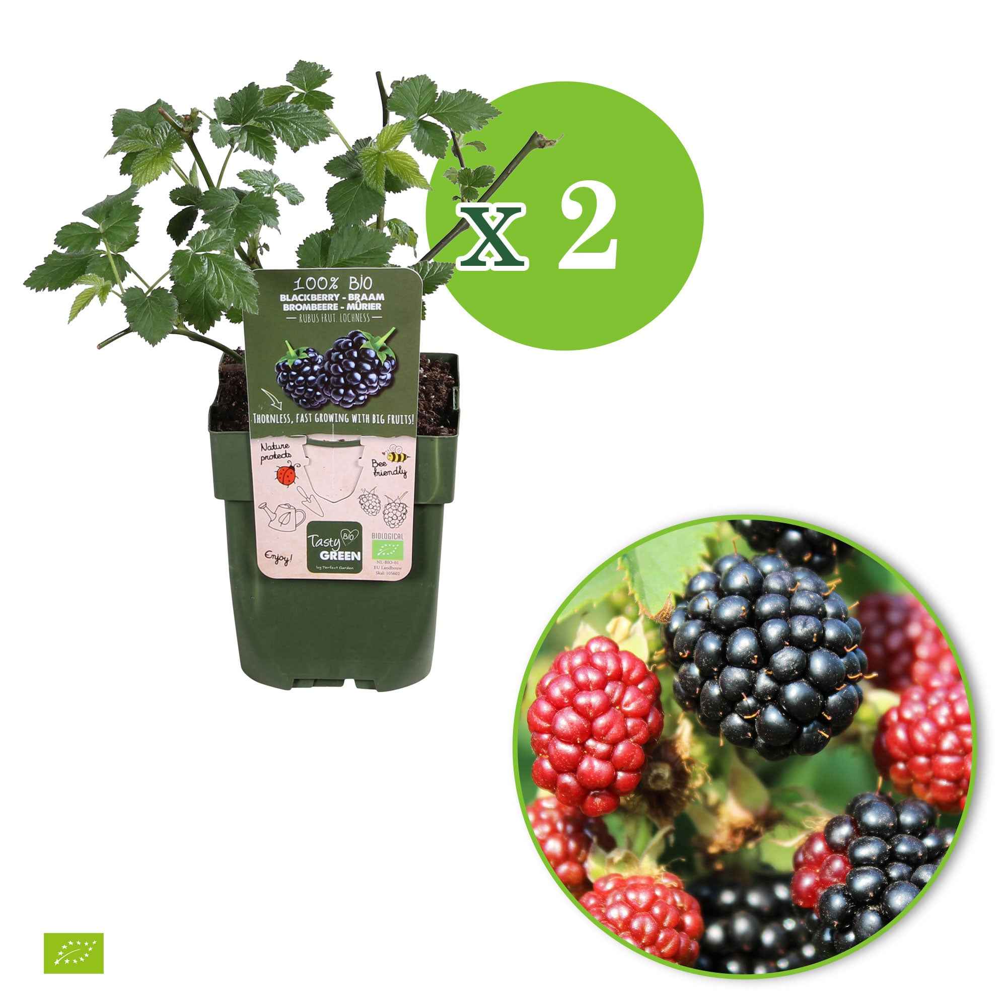 Mûrier nain  Rubus 'Little Black Prince' Noir - Bio - Image 4