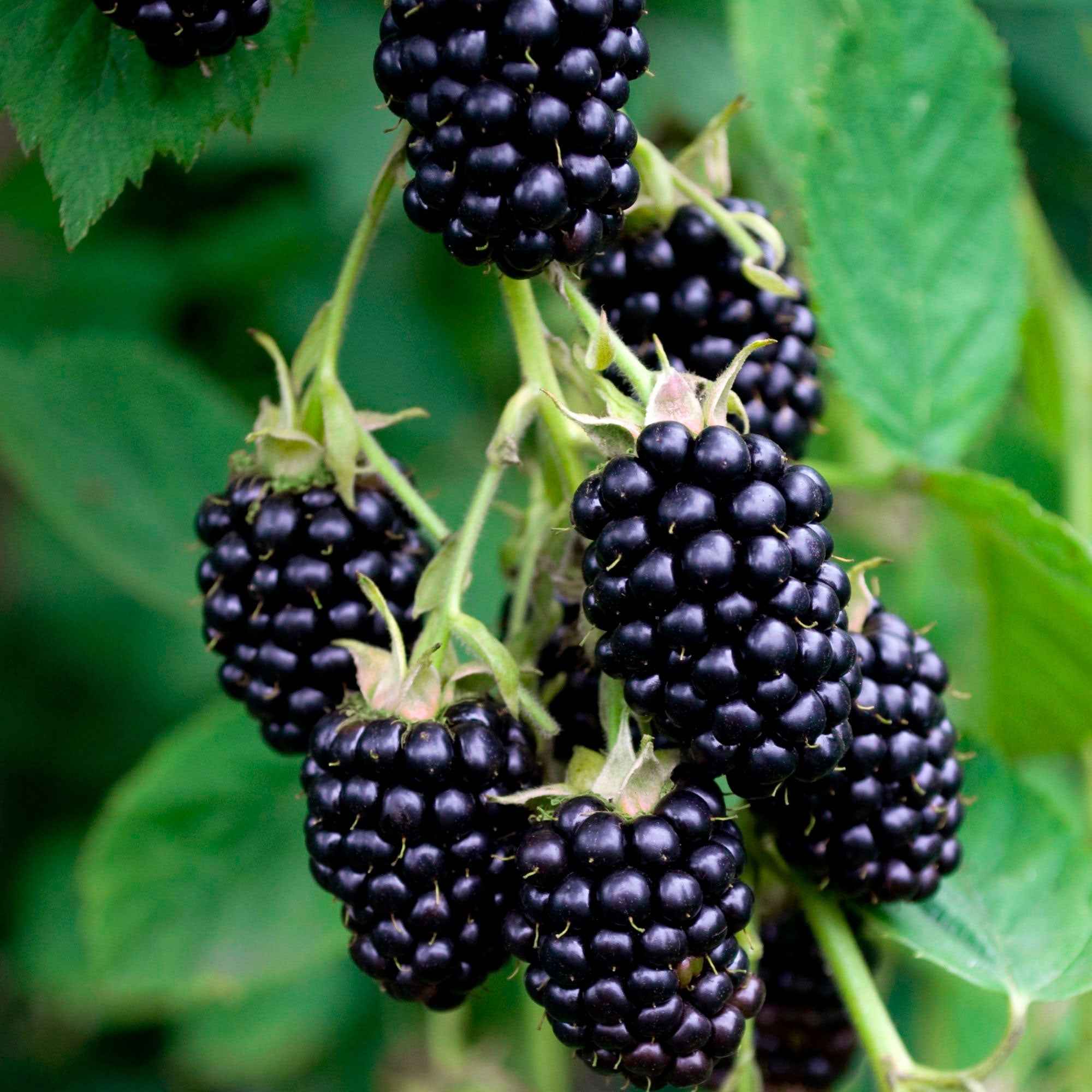 Mûrier sans épines 'Black Satin'