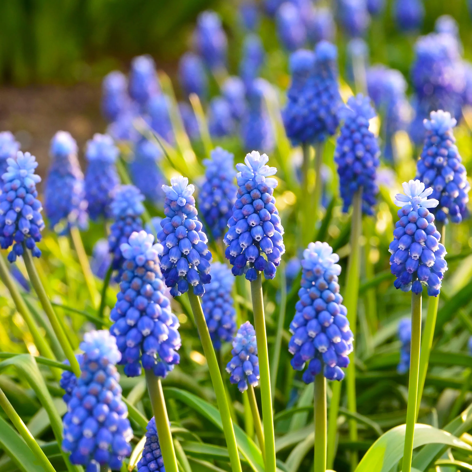 10 Muscaris bleus - Image 3