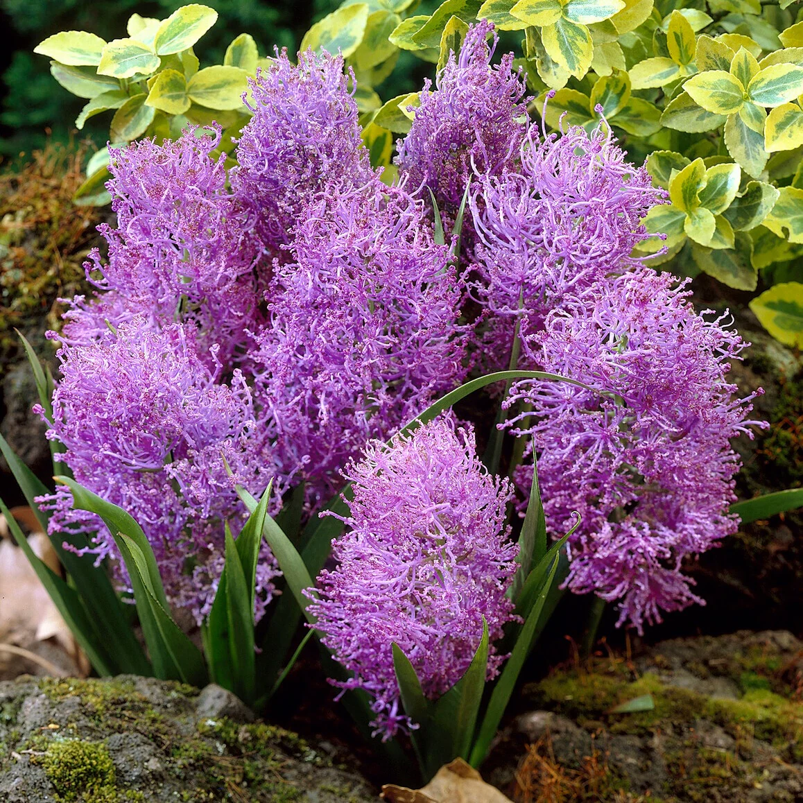 10 Muscaris plumeux