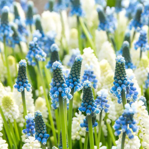 35 Muscaris bleu et blanc en mélange