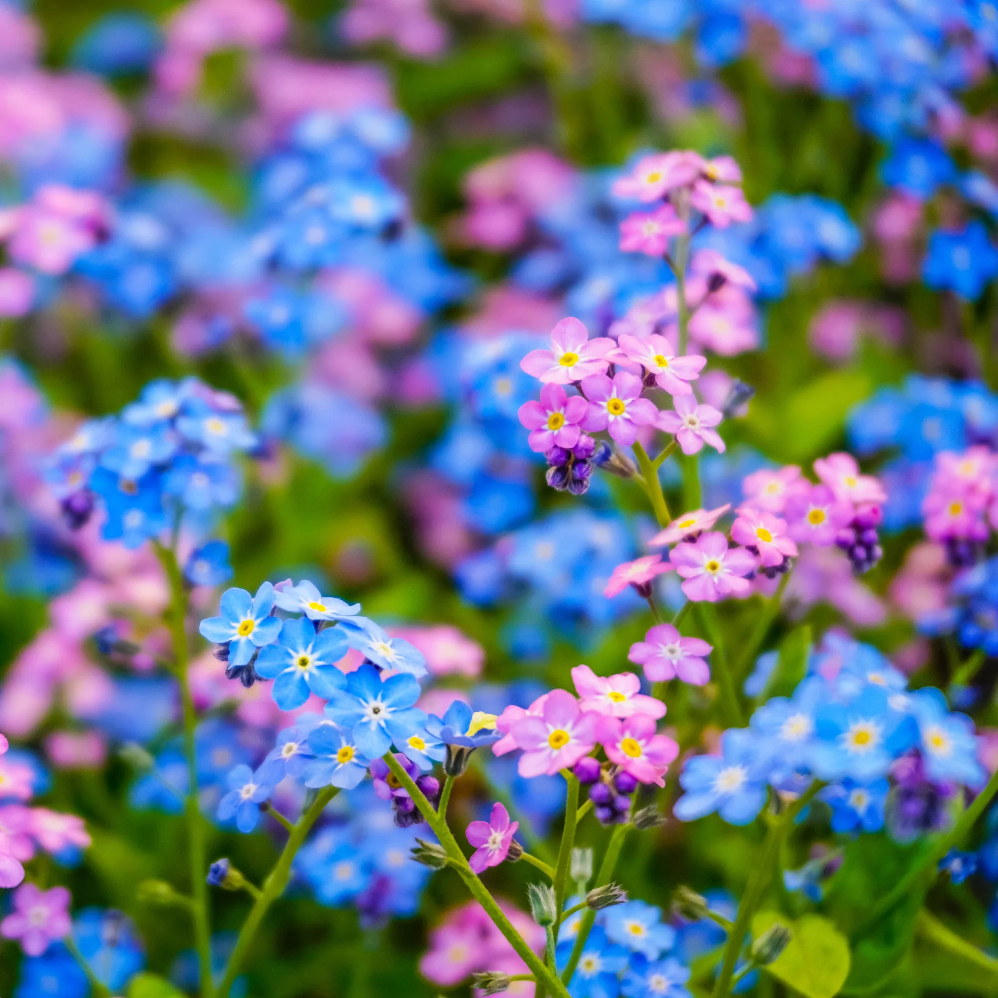 Myosotis des Alpes en mélange - Image 2