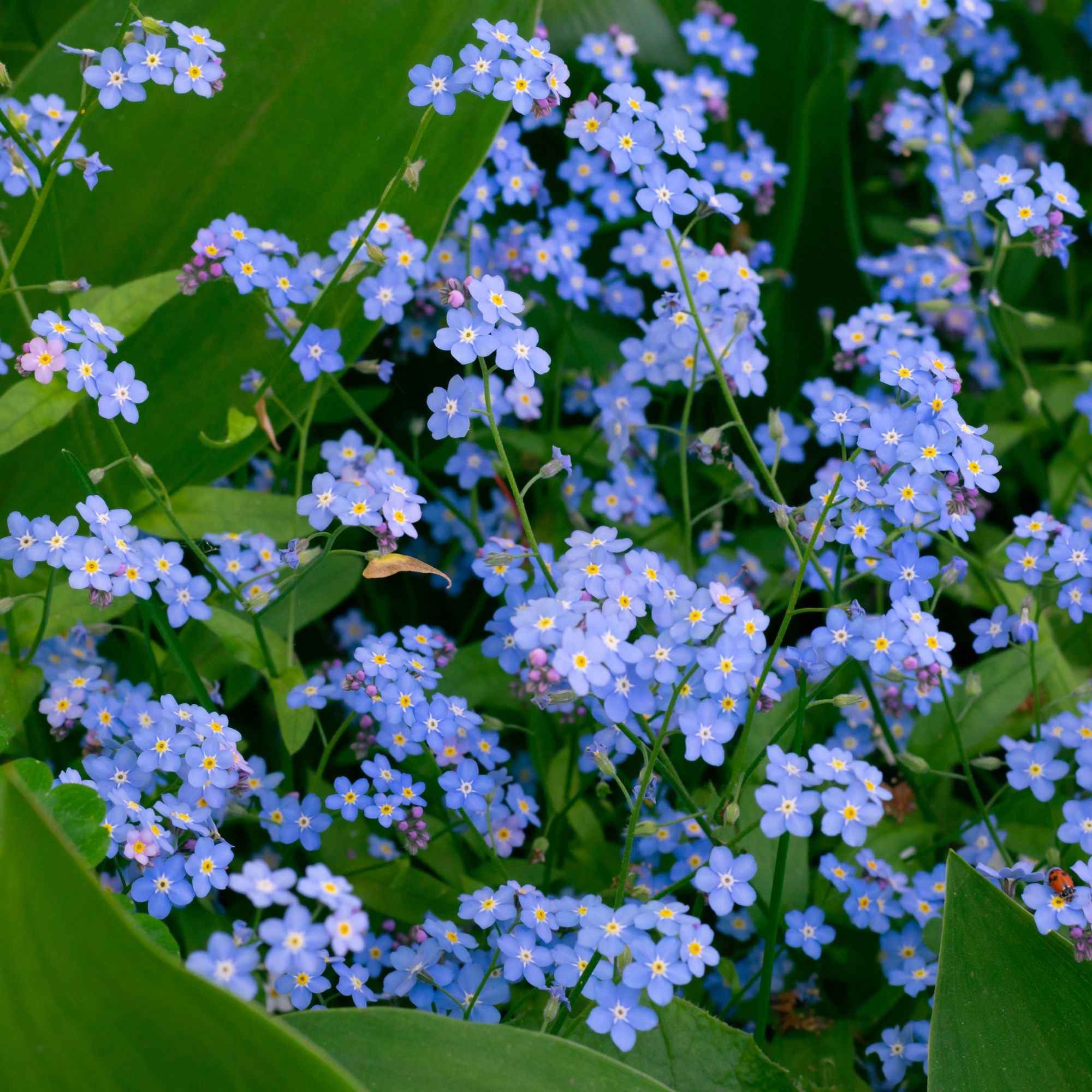 Myosotis des marais