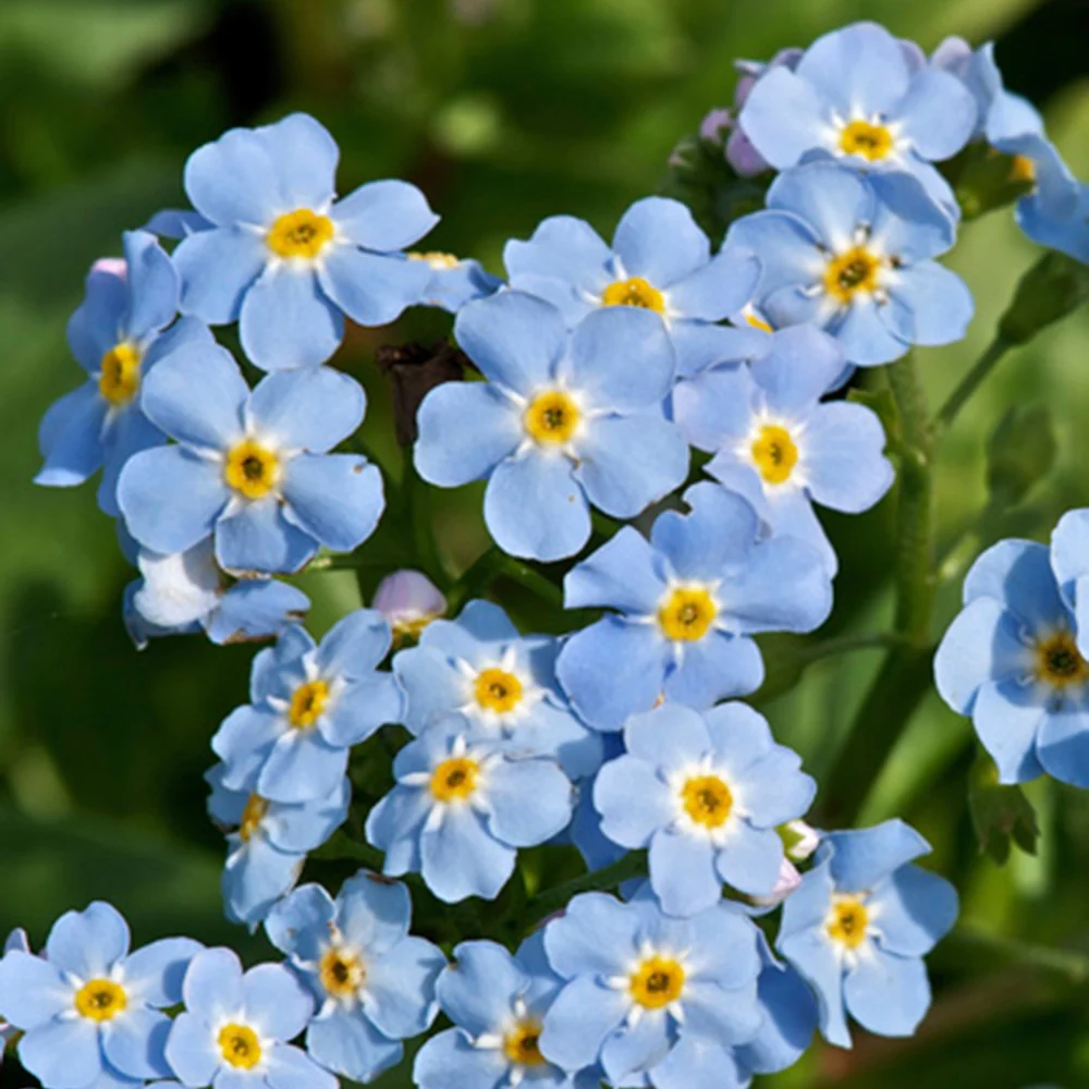 Myosotis des marais - Image 2