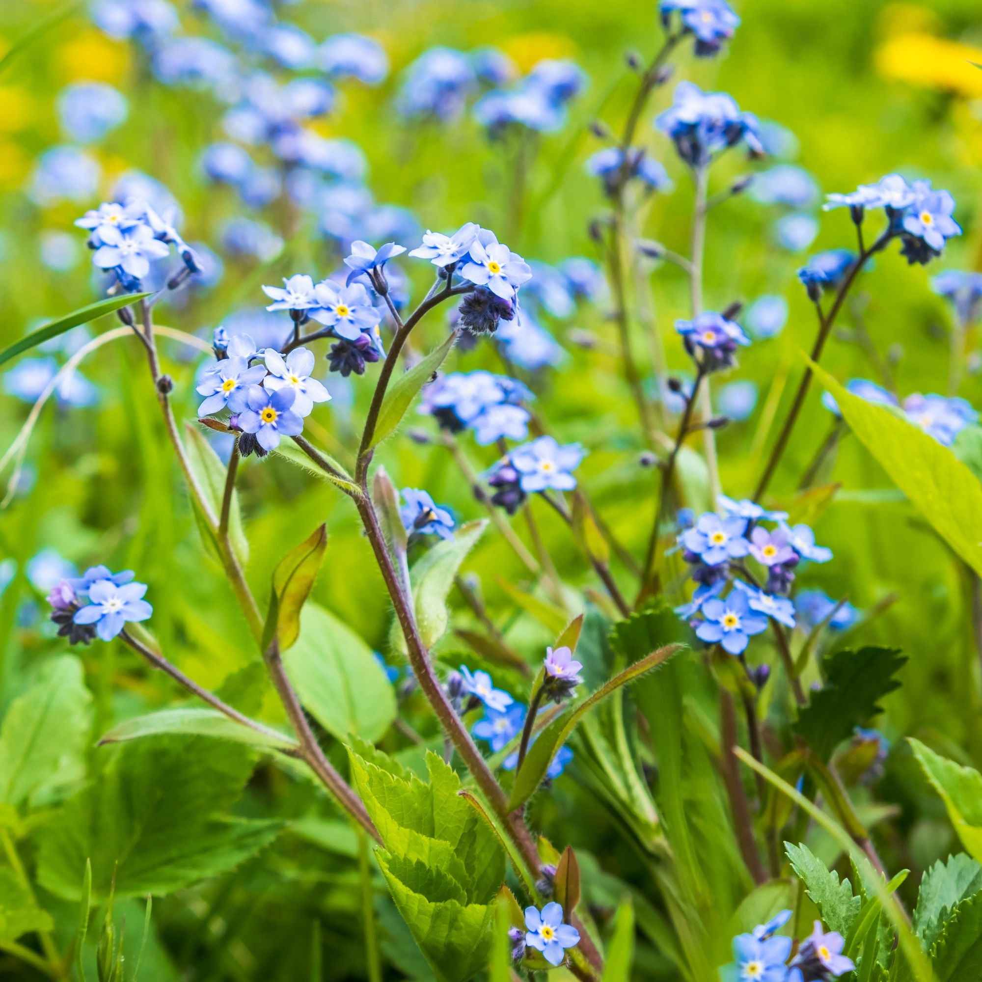 Myosotis des marais - Image 3