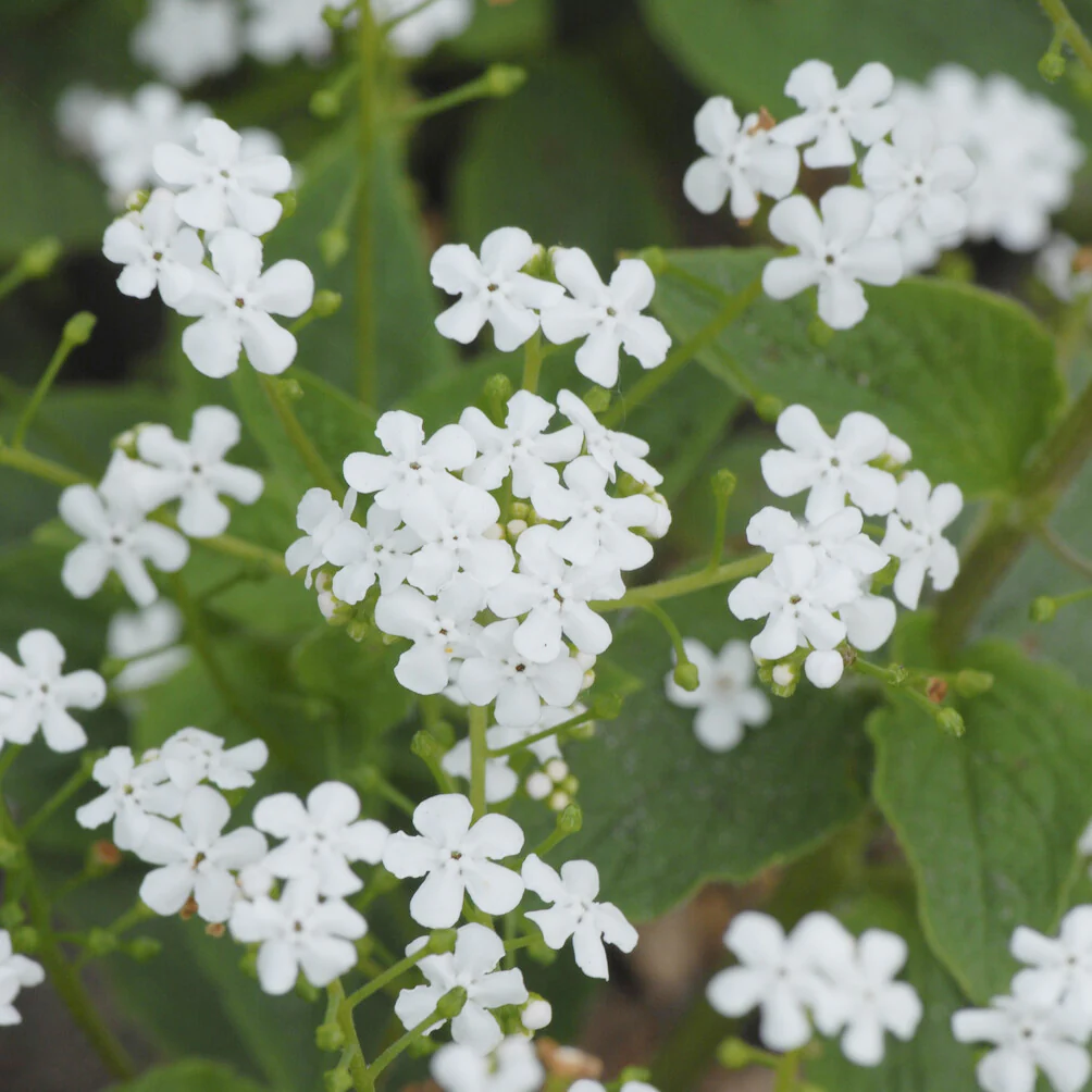 Myosotis du Caucase Betty Bowring - Image 3