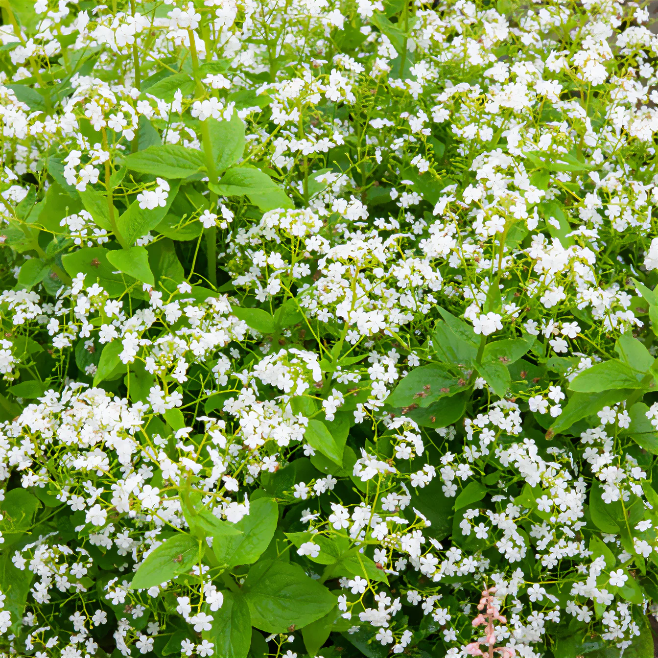 Myosotis du Caucase Betty Bowring - Image 4