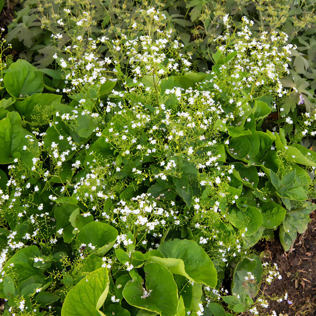 Myosotis du Caucase Betty Bowring - Image 5