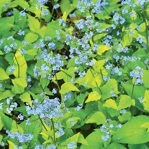 Myosotis du Caucase Diane's Gold