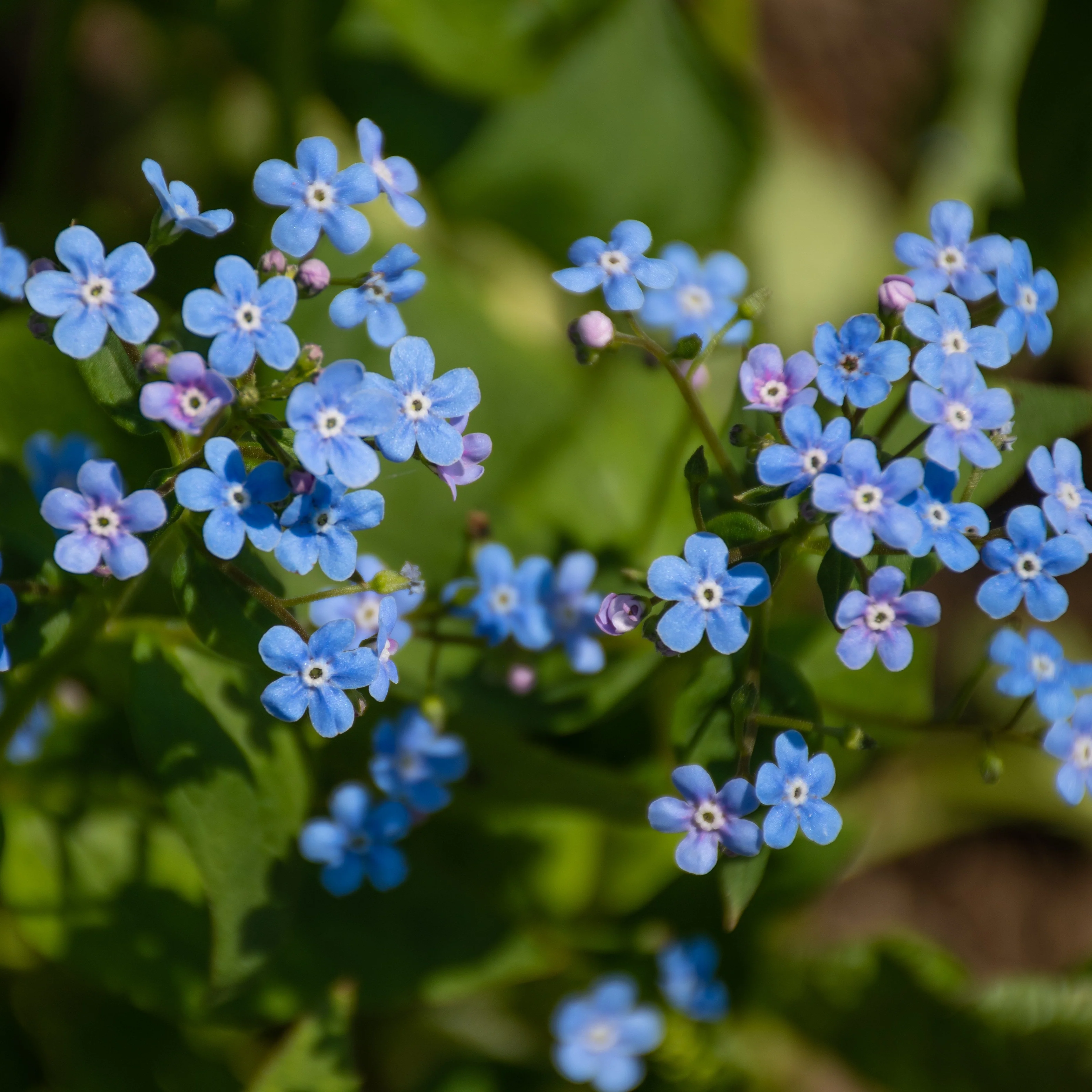 Myosotis du Caucase Emerald Mist ®