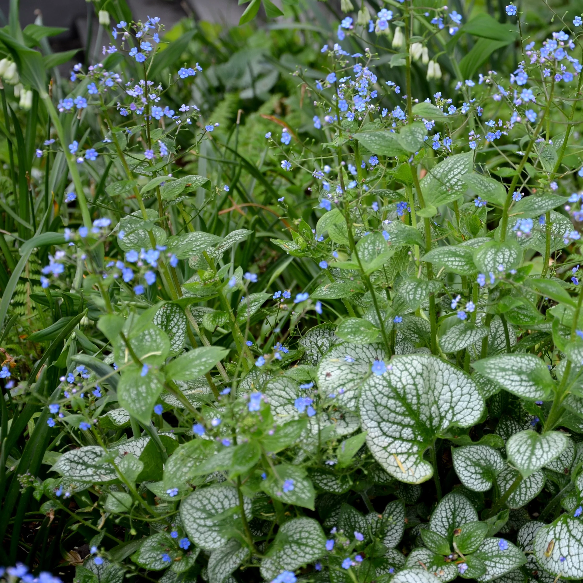 Myosotis du Caucase Emerald Mist ® - Image 2