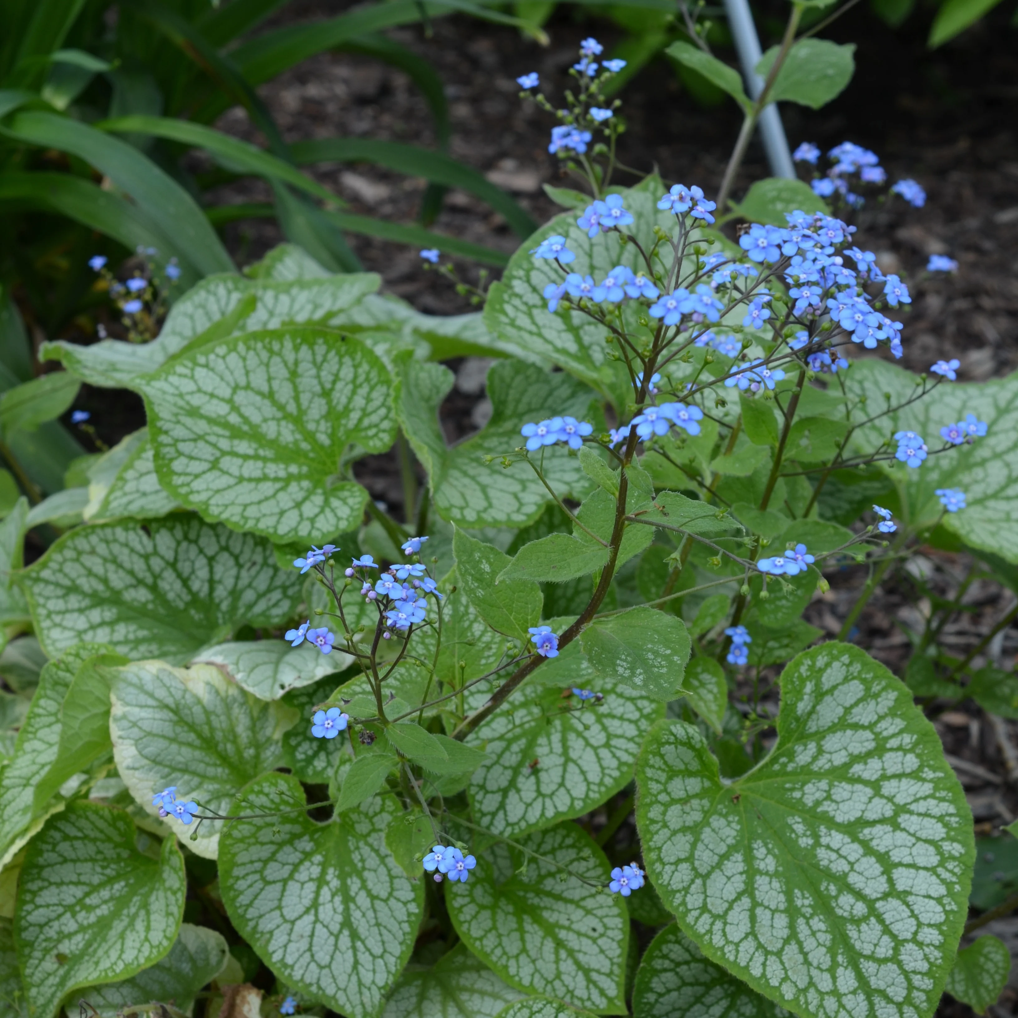 Myosotis du Caucase Emerald Mist ® - Image 3