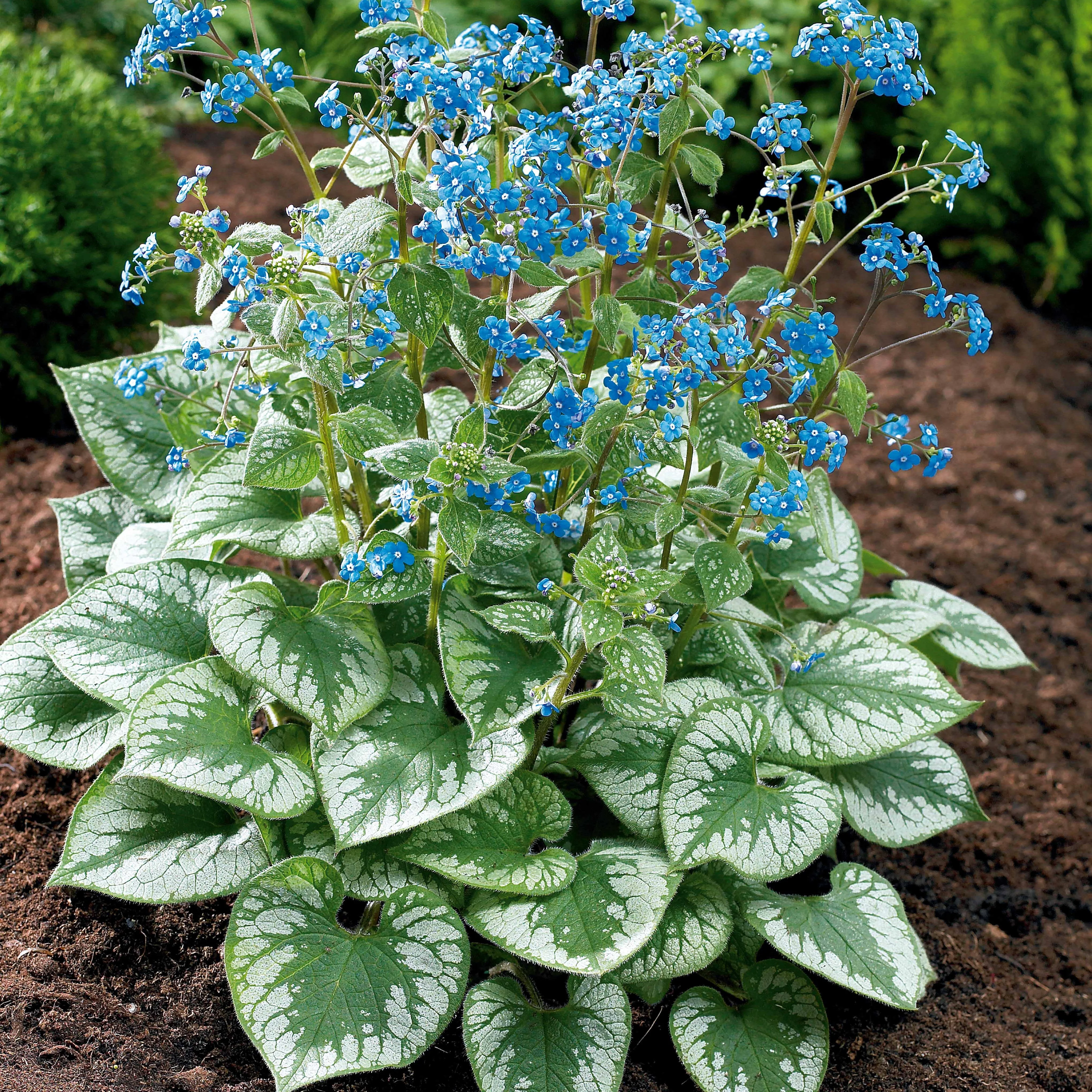 Myosotis du Caucase Emerald Mist ® - Image 4