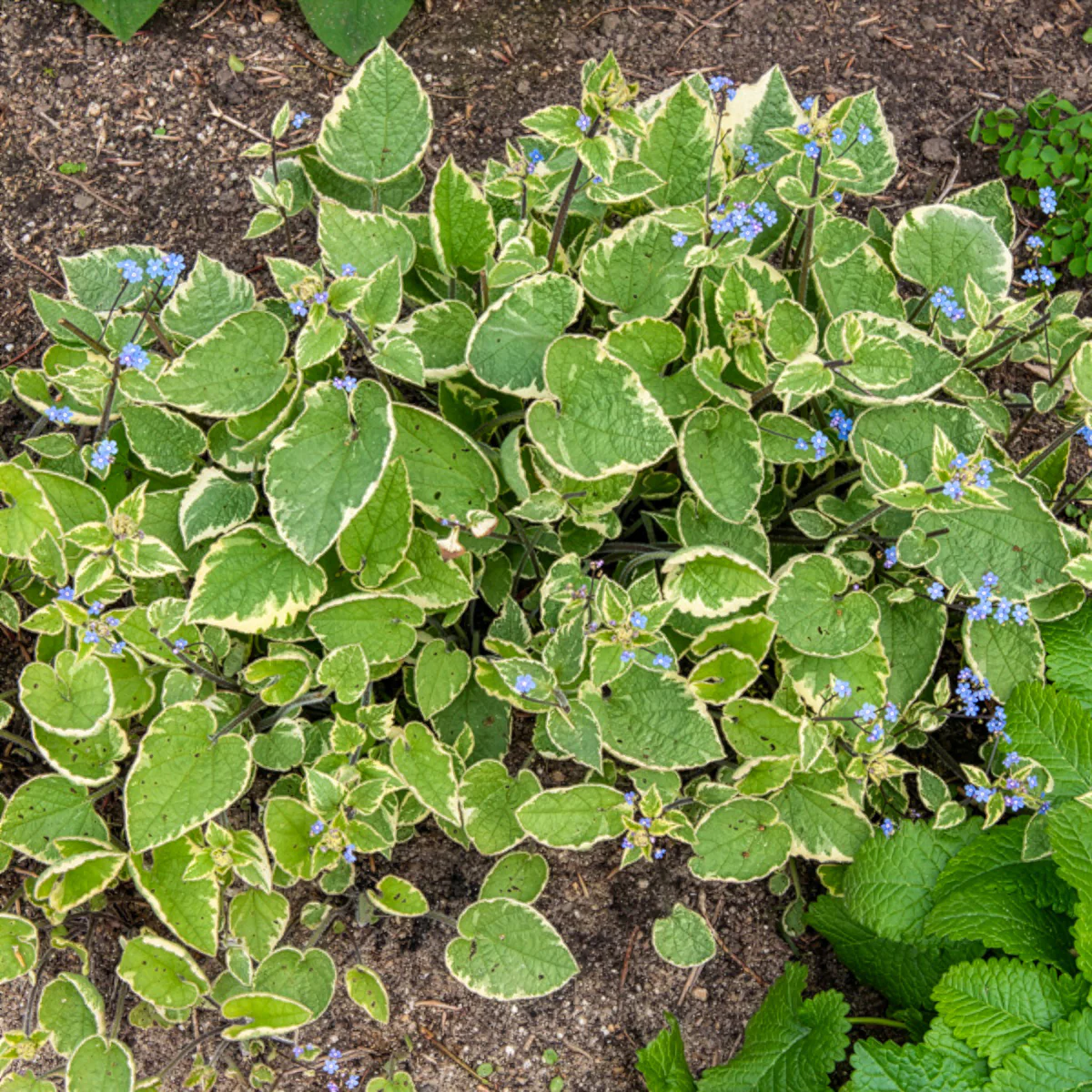 Myosotis du Caucase Hadspen cream